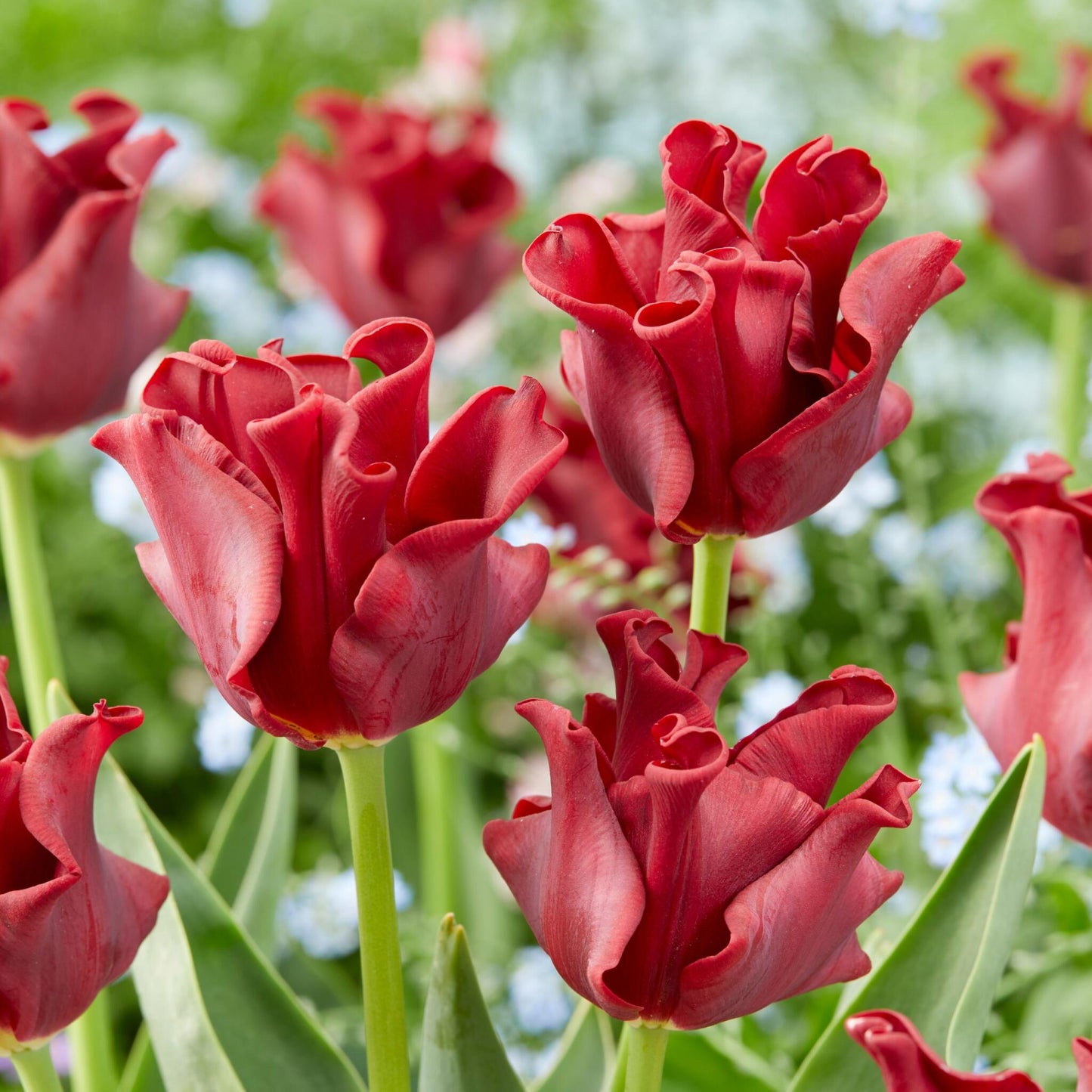 Bulbos De Tulipán 'red Dress' - Set De 10 Uds - Resistentes Al Frío & Perennes_4
