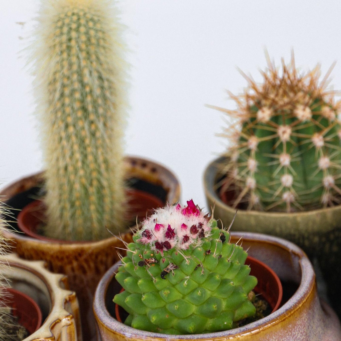 Cactaceae - 12 Pzs - Cactus - Altura 5-10cm - ⌀55cm_3