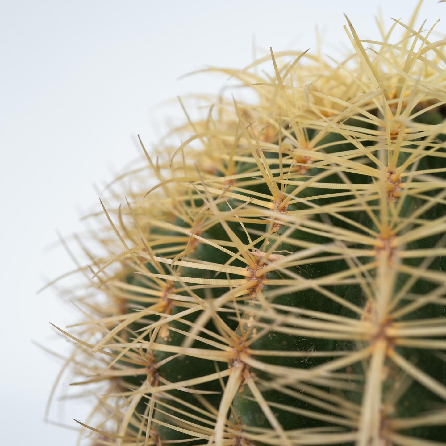 Cactus Barril Dorado - Echinocactus Grusonii - Altura 25-35cm - ⌀25cm_3