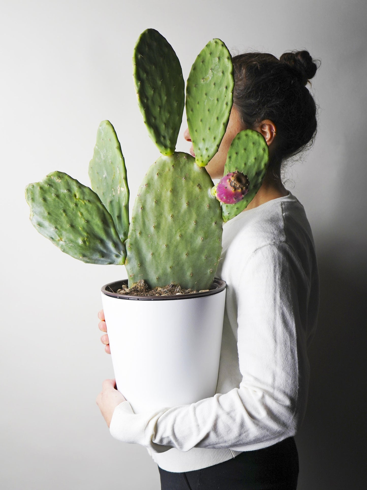 Cactus Opuntia Ficus Indica. Altura 50cm - Diámetro 21cm_1