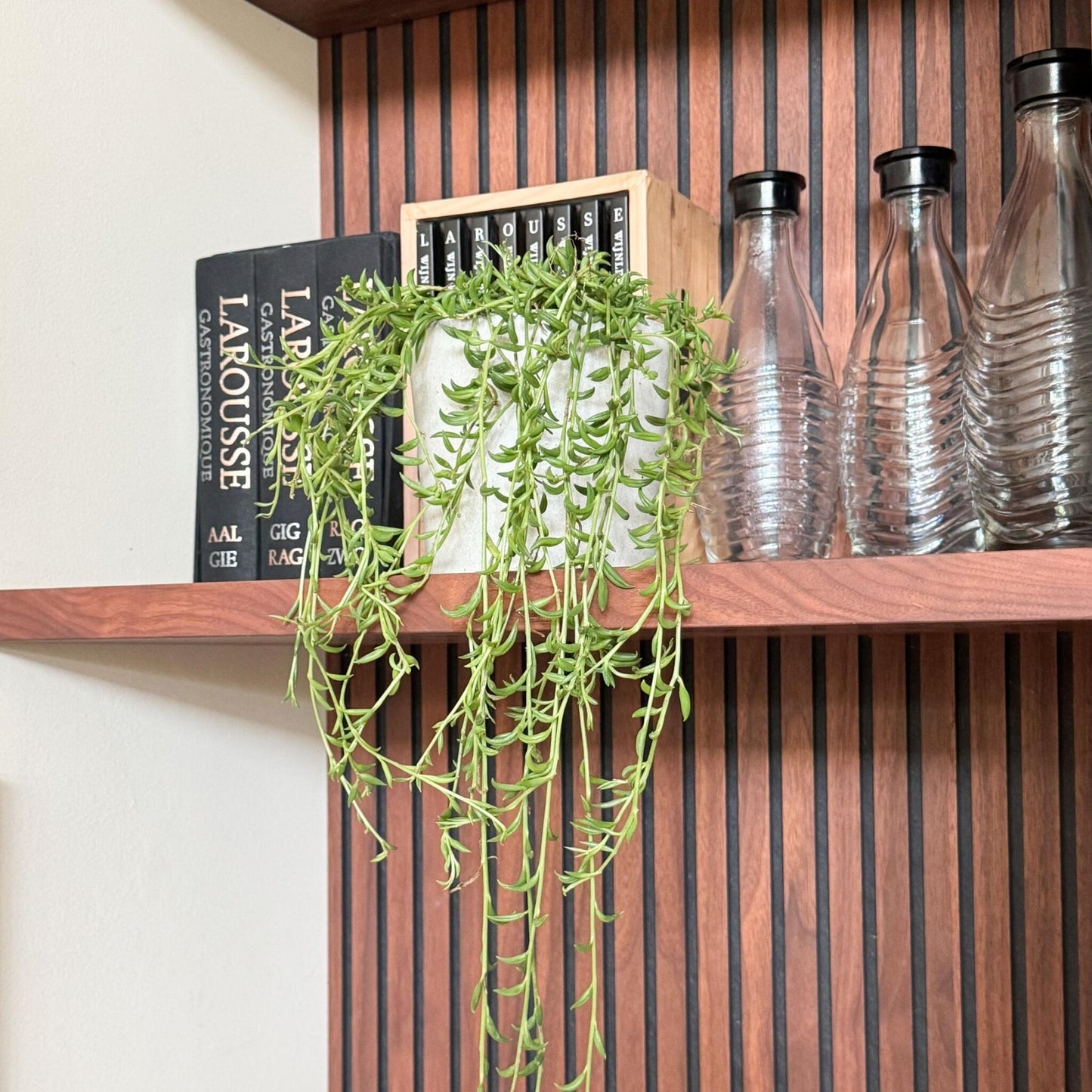 Cadena De Plátanos - Senecio Radicans - Altura 10-20cm - ⌀12cm_4