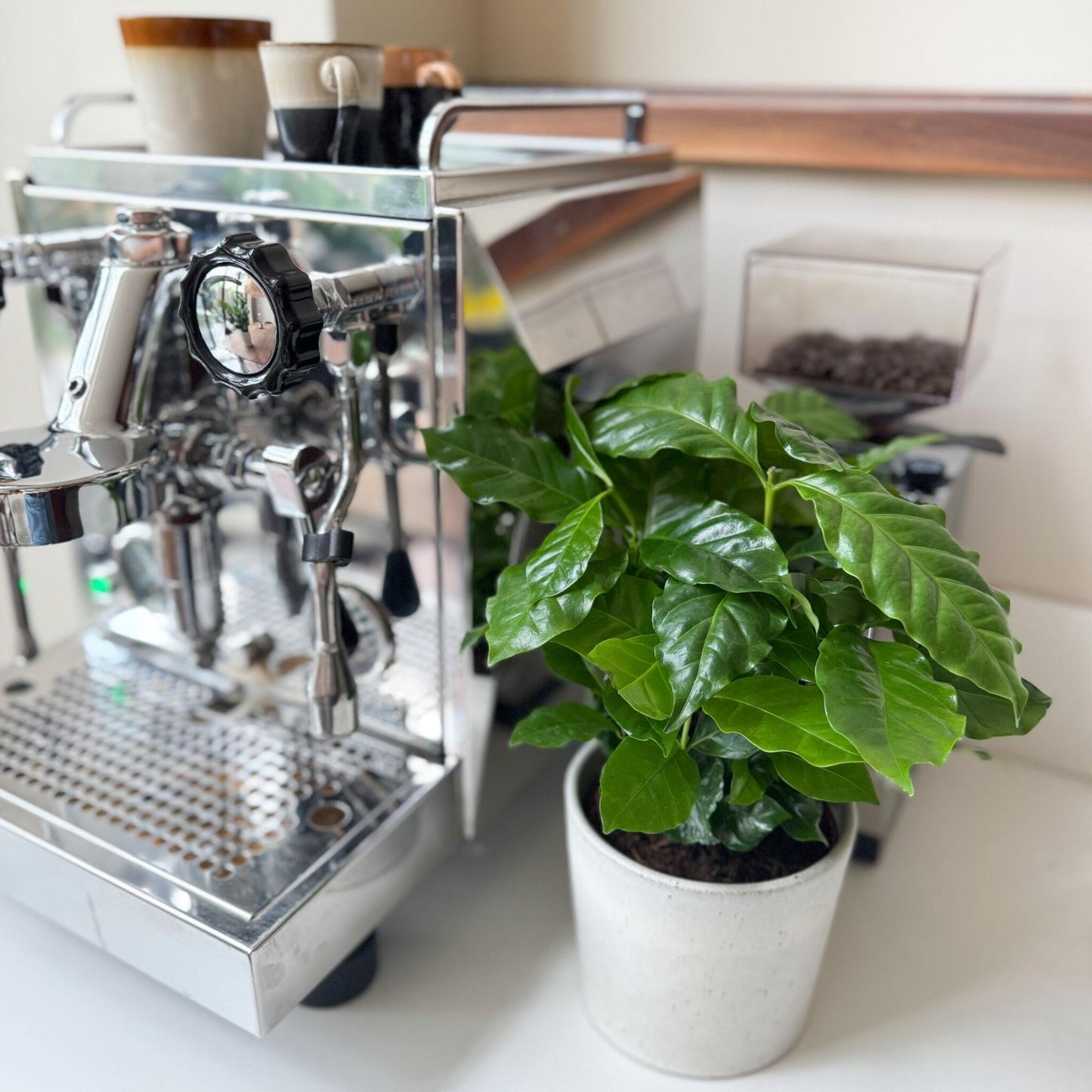Cafeto Arábico - 4 Pzs - Coffea Arabica - Altura 25-40cm - ⌀12cm_4