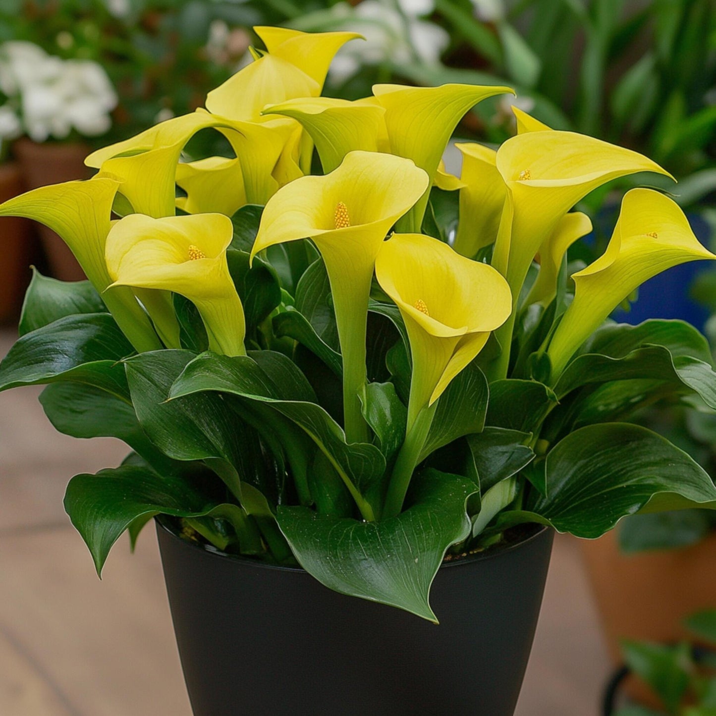 Cala 'zara' - Amarilla - Altura 30-40cm - ⌀12cm_4