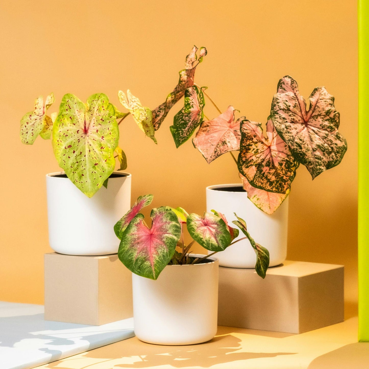 Caladio - 2 Piezas - Caladium 'miss Muffet' - Altura 25-40cm - ⌀12cm_4