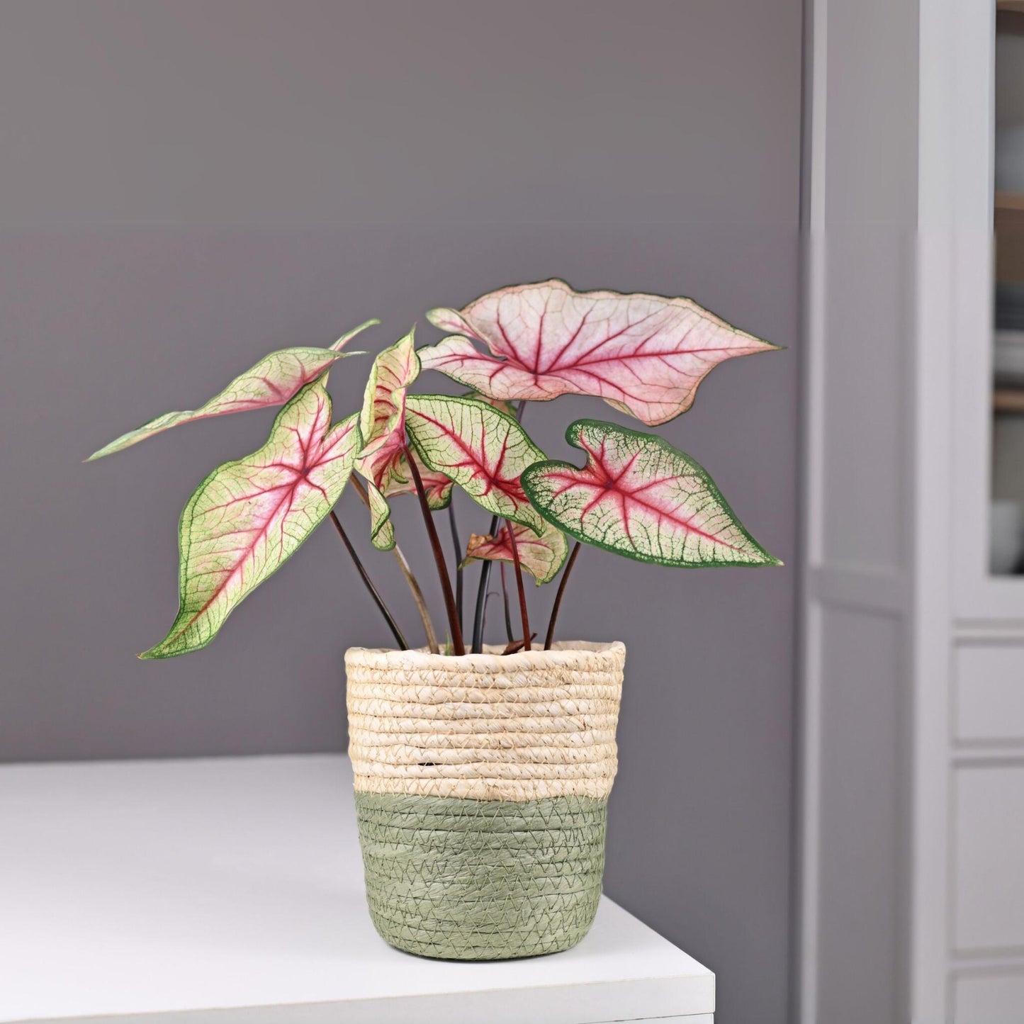 Caladio - 2 Pzs - Caladium 'carolyn Whorton' - Altura 25-40cm - ⌀13cm_4