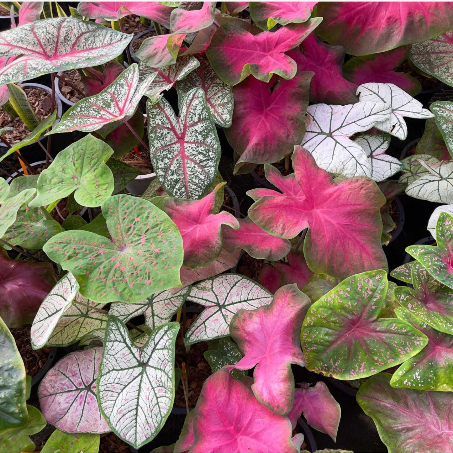 Caladio - Caladium 'carnaval' - Altura 40-50cm - ⌀17cm_4