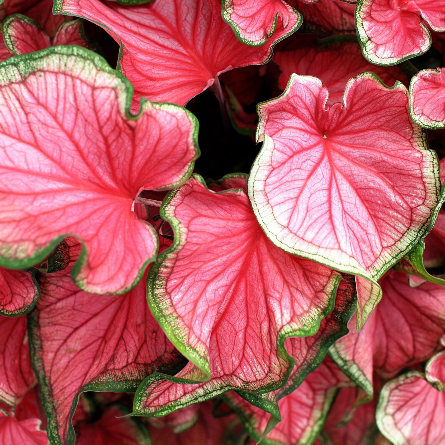 Caladio - Caladium 'sweetheart' - Altura 25-40cm - ⌀12cm_3