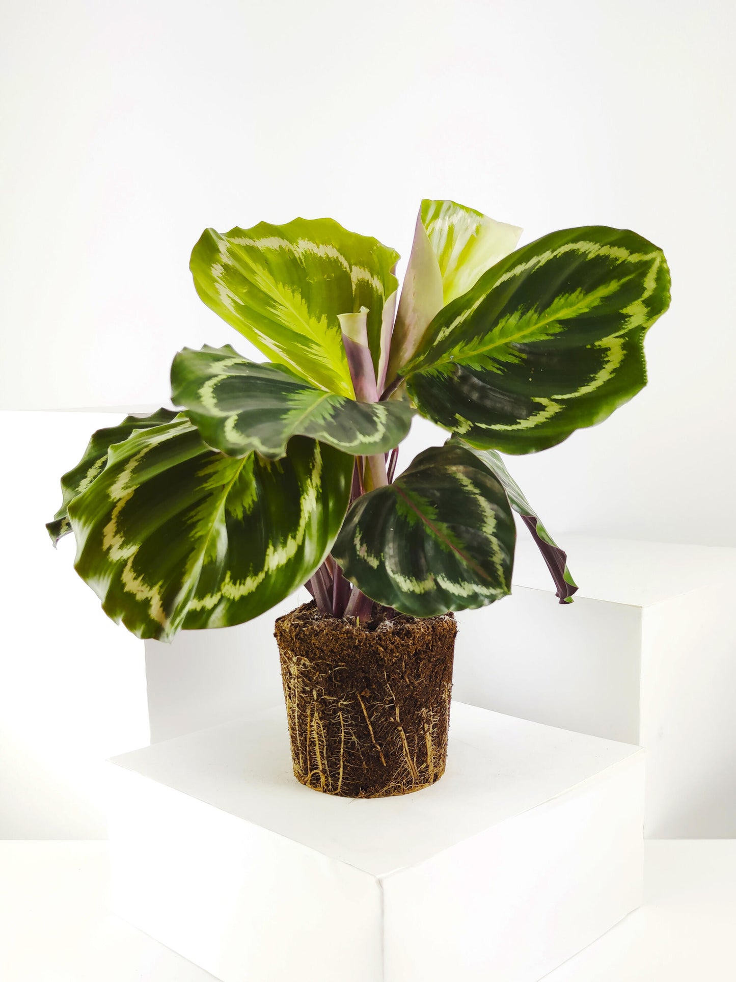 Calathea Medallion | Altura 45cm - Diámetro 14cm_3