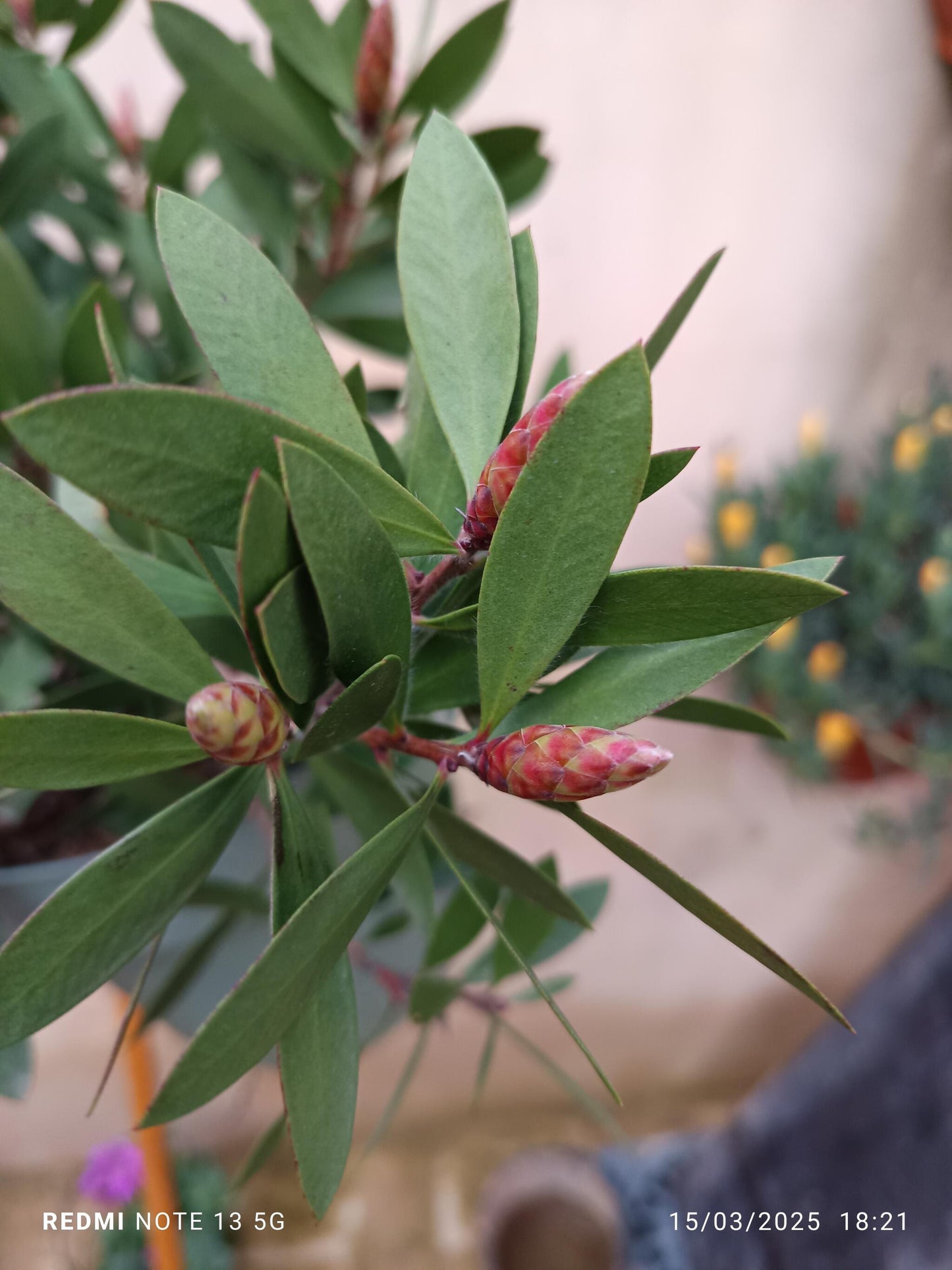 Callistemon Laevis Planta Tolerante Al Sol Ø17_1