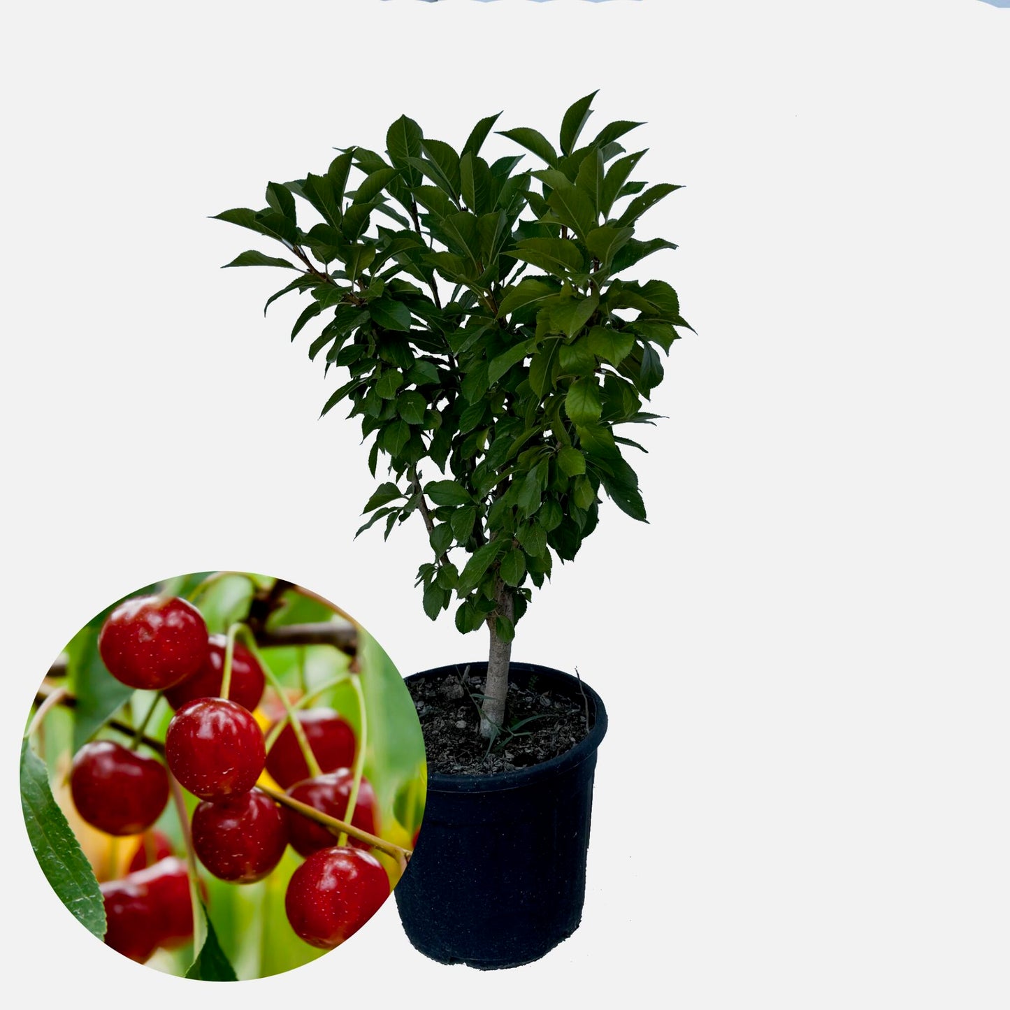 Cerezo Enano - Altura Aprox. 80cm. - Planta Natural - Ideal Para Cultivo En Maceta_0