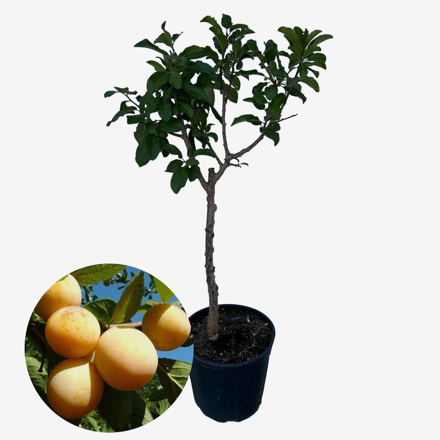 Ciruelo Enano - Altura Aprox. 1m. - Planta Natural - Ideal Para Cultivo En Maceta_0