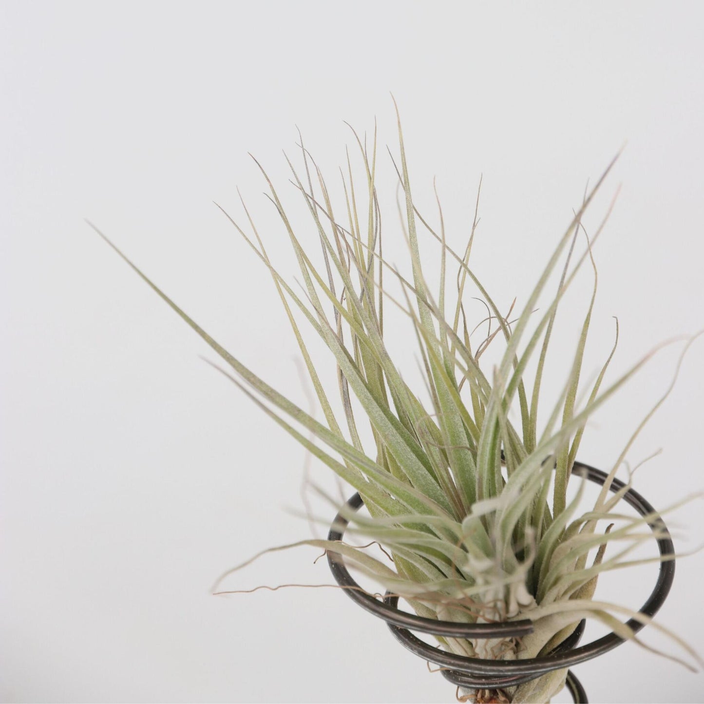 Claveles De Aire - 3 Pzs - Tillandsia - Altura 5-15cm - ⌀5cm_3