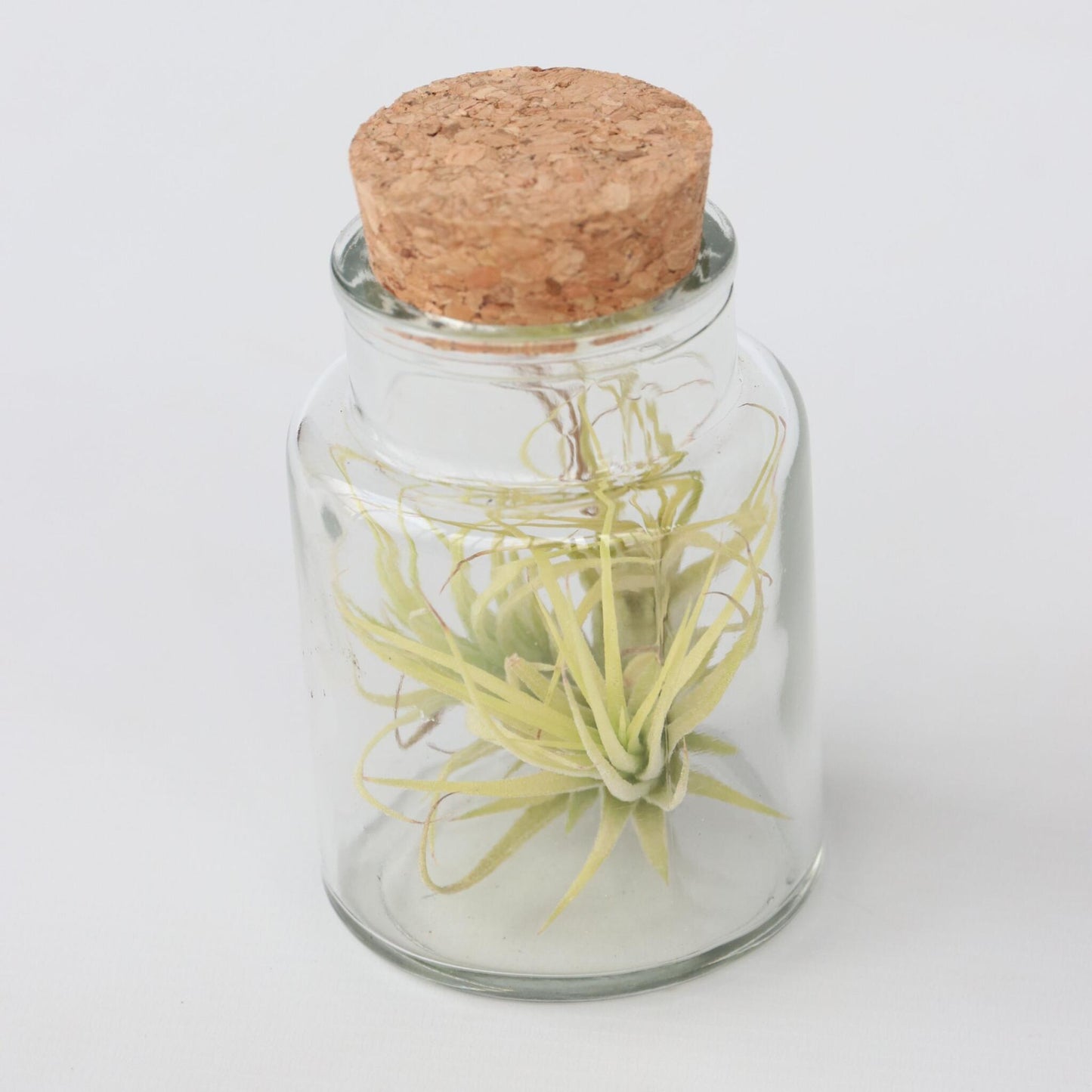 Claveles De Aire - 6 Pzs - Tillandsia - Altura 5-15cm - ⌀5cm_3