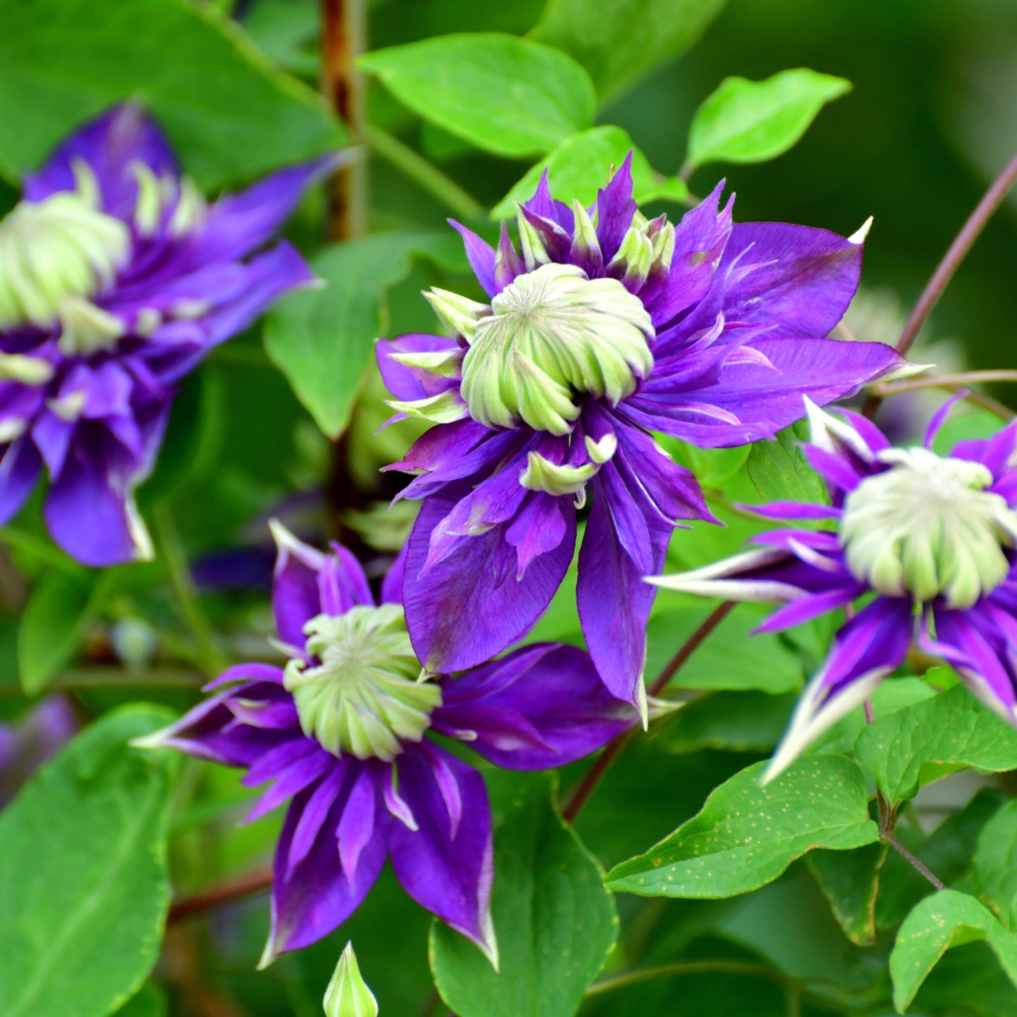Clemátide - 2 Pzs - Clematis Hybrid 'taiga' - Altura 25-40cm - ⌀9cm_3