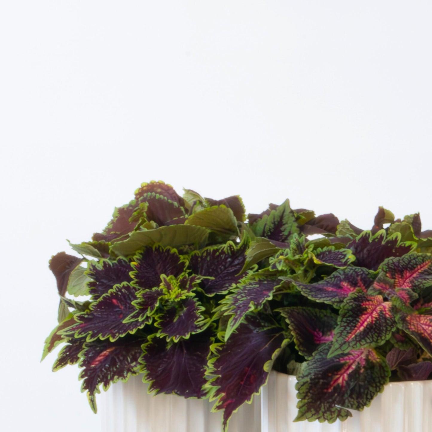 Coleus - 2 Piezas - Coleus Scutellarioides - Altura 25-35cm - ⌀17cm_3