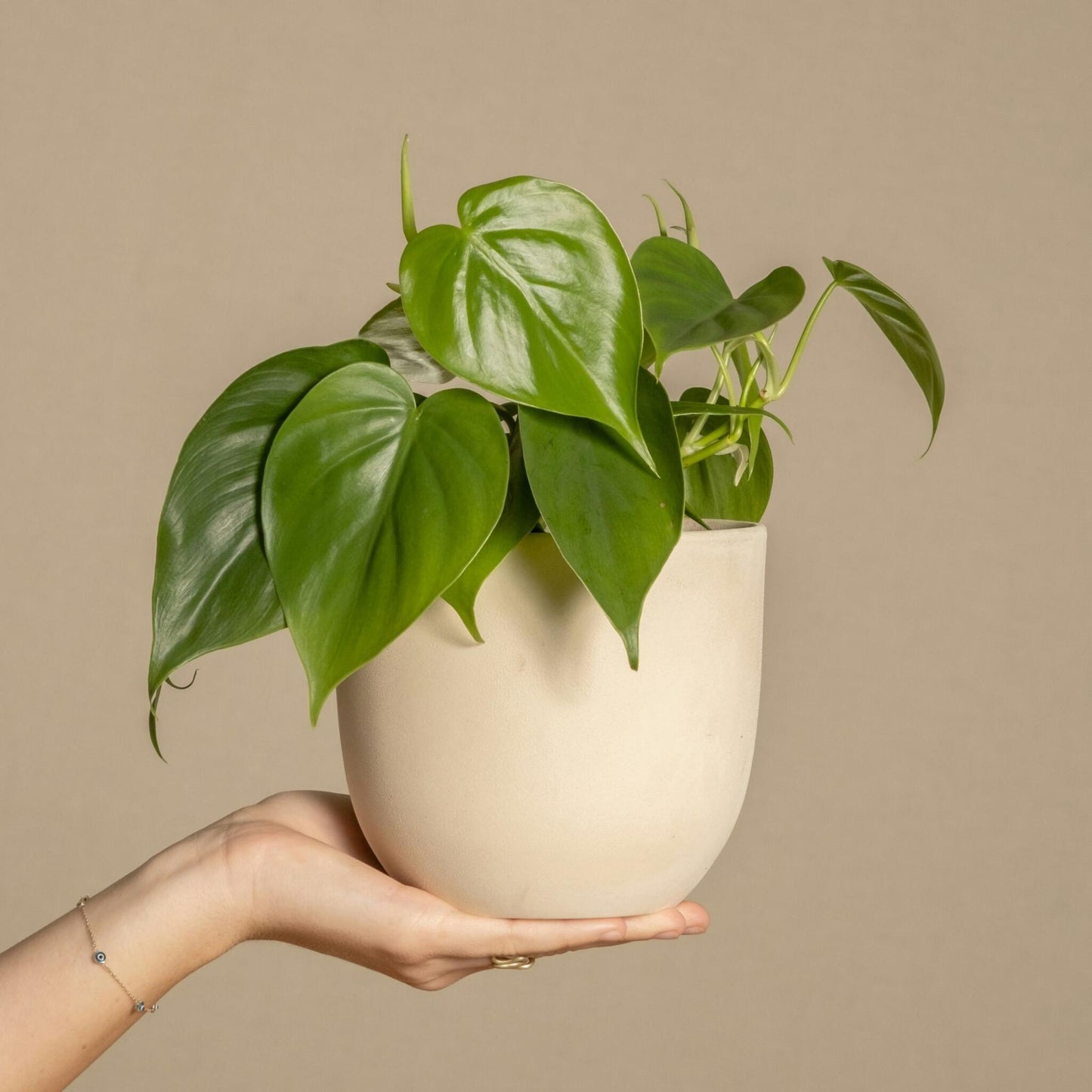 Corazón De Hombre - 2 Pzs - Peperomia Polybotrya - Altura 20-30cm - ⌀12cm_4
