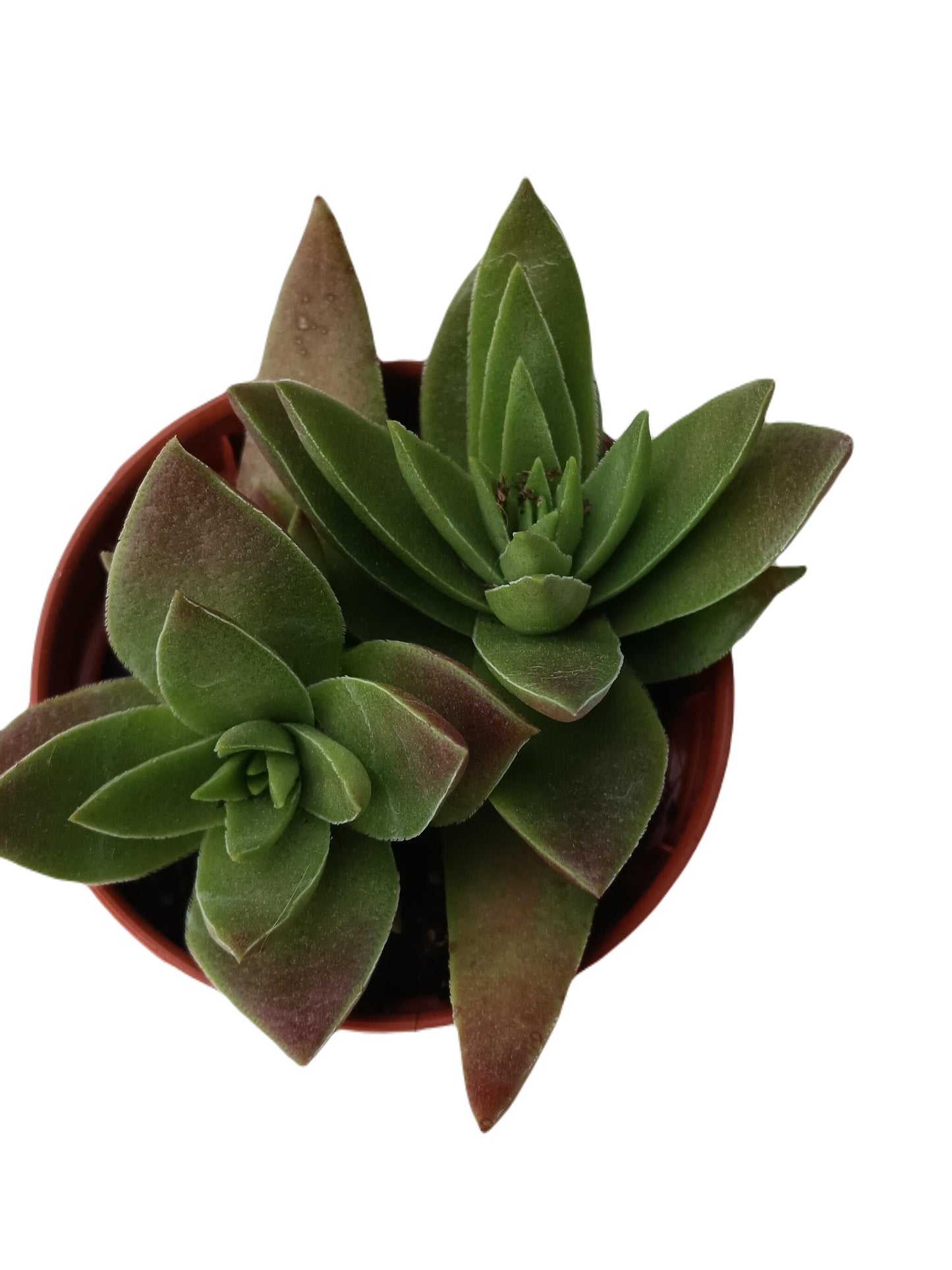 Crassula Corymbosa Planta Suculenta Sol Colgante Ø5 Cm_0