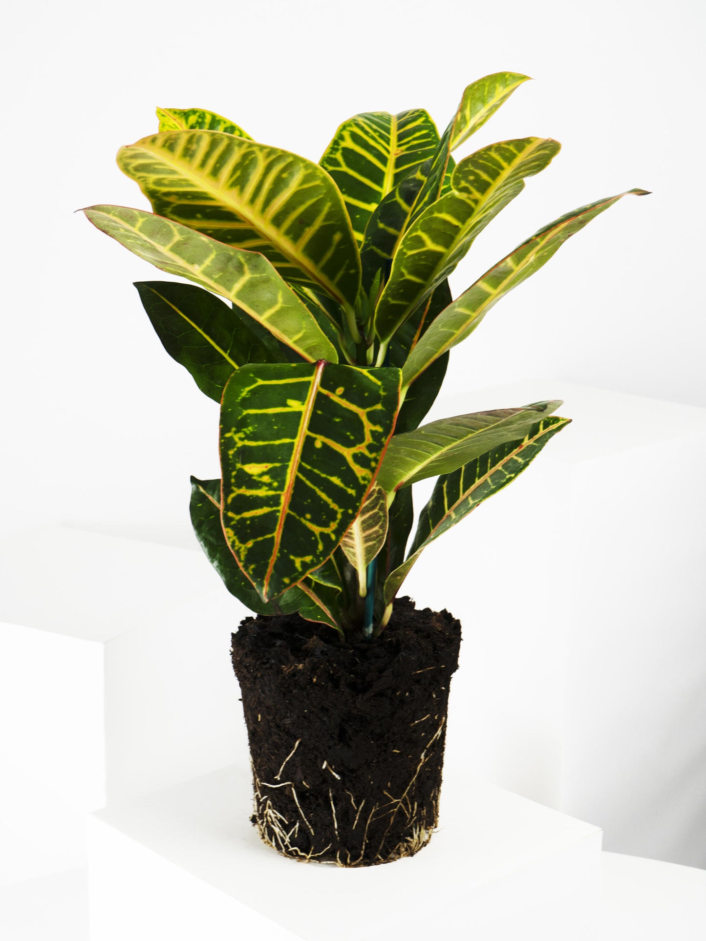 Crotón Petra | Altura 55cm - Diámetro 17cm_4