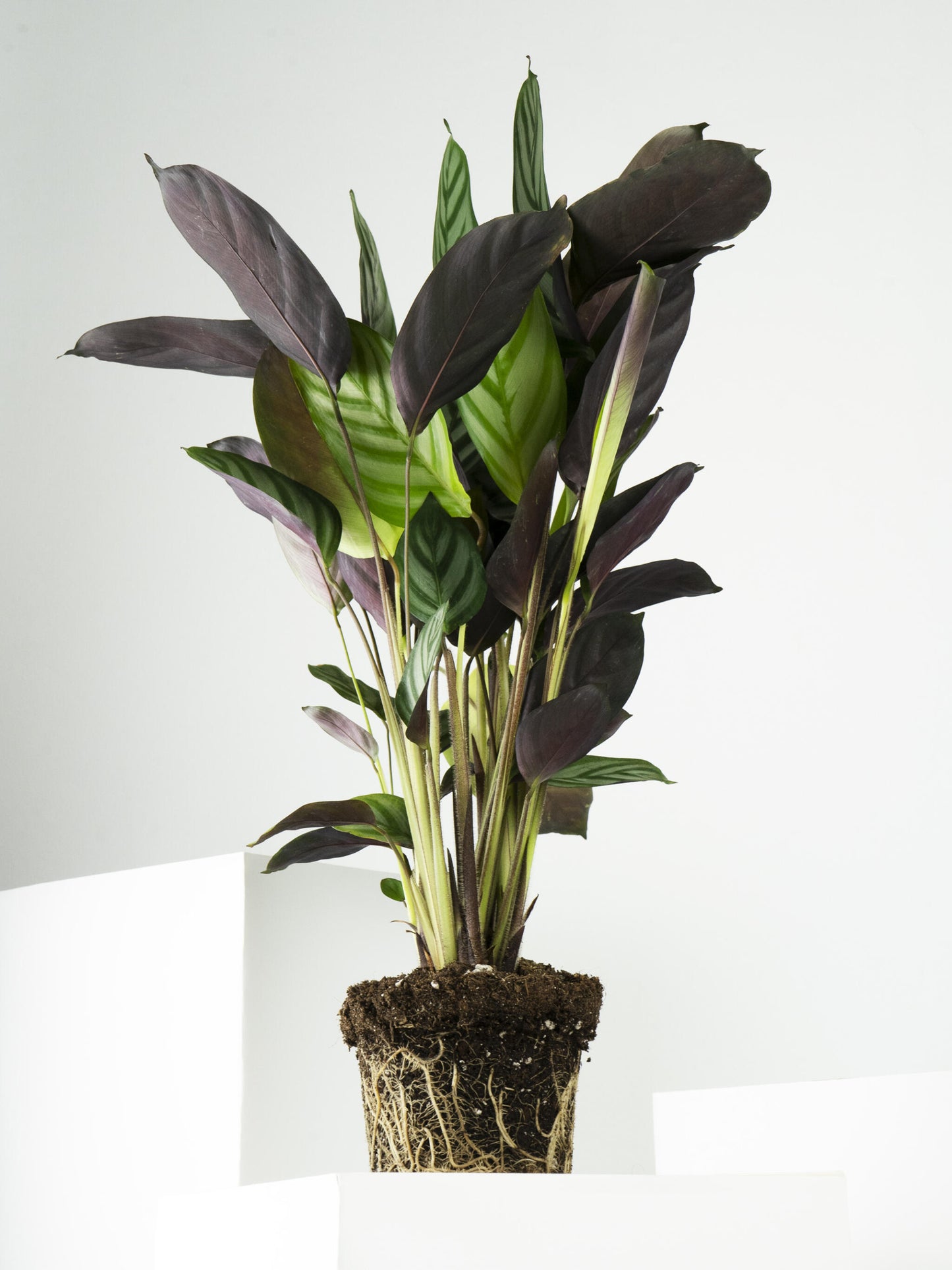 Ctenanthe Green Flag | Altura 45cm - Diámetro 14cm_3