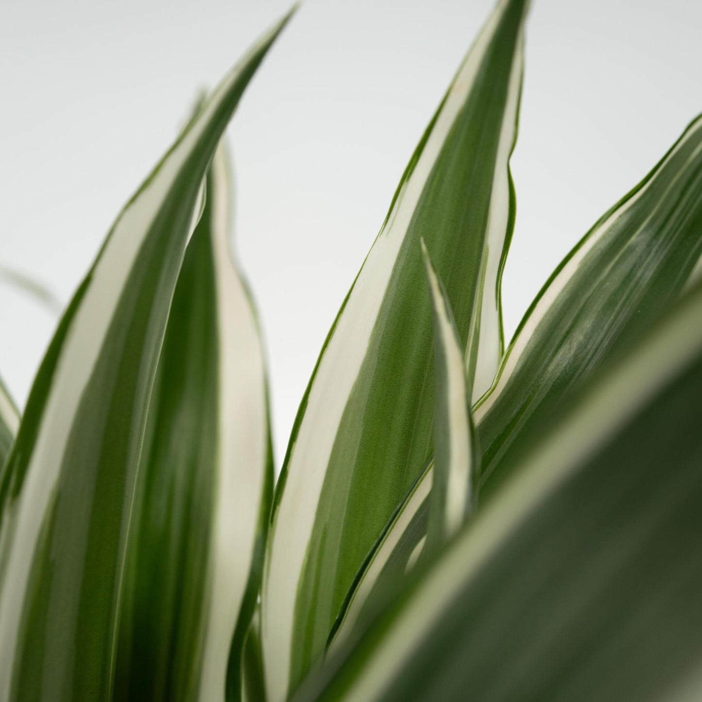 Drácena - 2 Pzs - Dracaena Deremensis 'white Stripe' - Altura 60-70cm - ⌀17cm_3