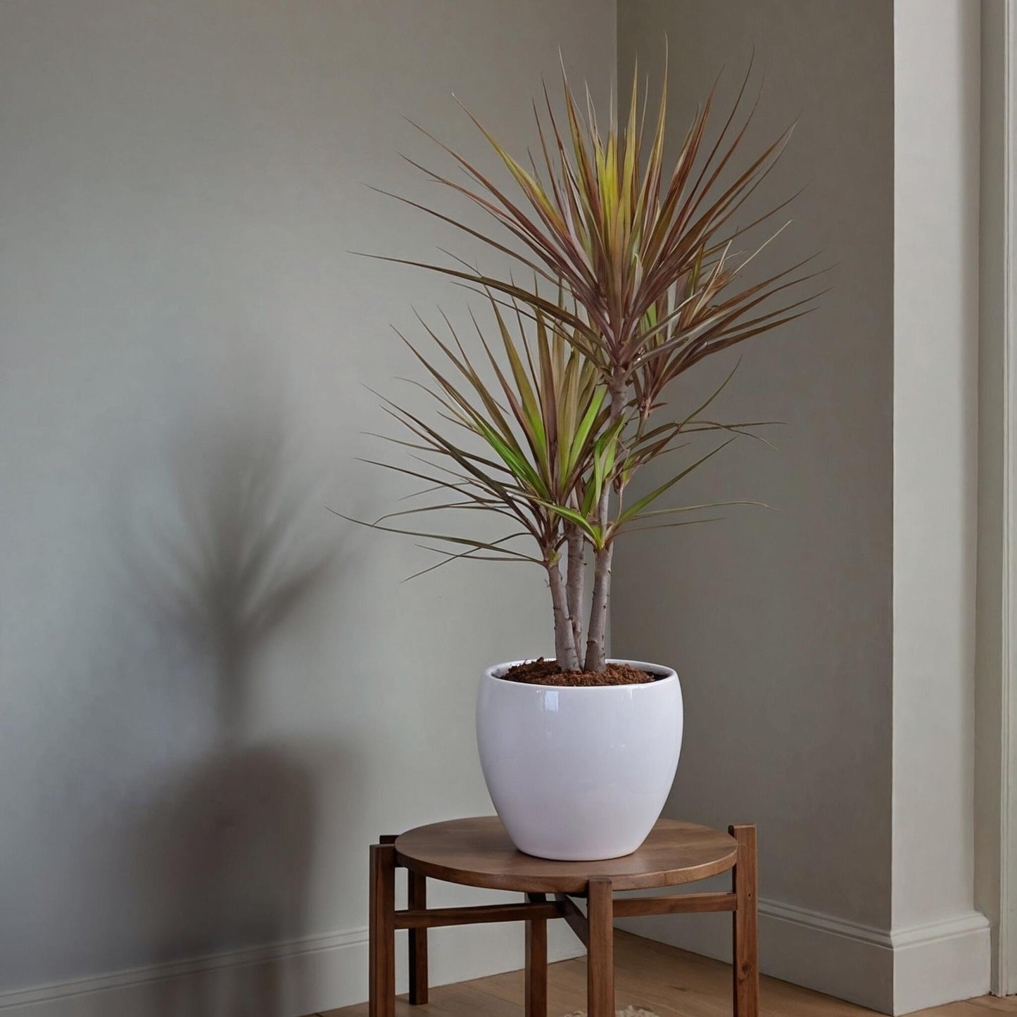 Drácena - 2 Pzs - Dracaena Marginata 'magenta' - Altura 70-80cm - ⌀17cm_4