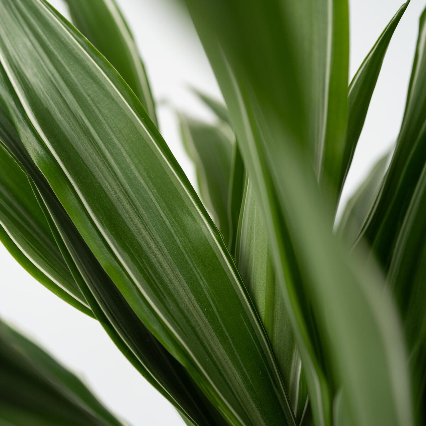 Drácena - Dracaena Deremensis 'warneckei' - Altura 60-70cm - ⌀17cm_3
