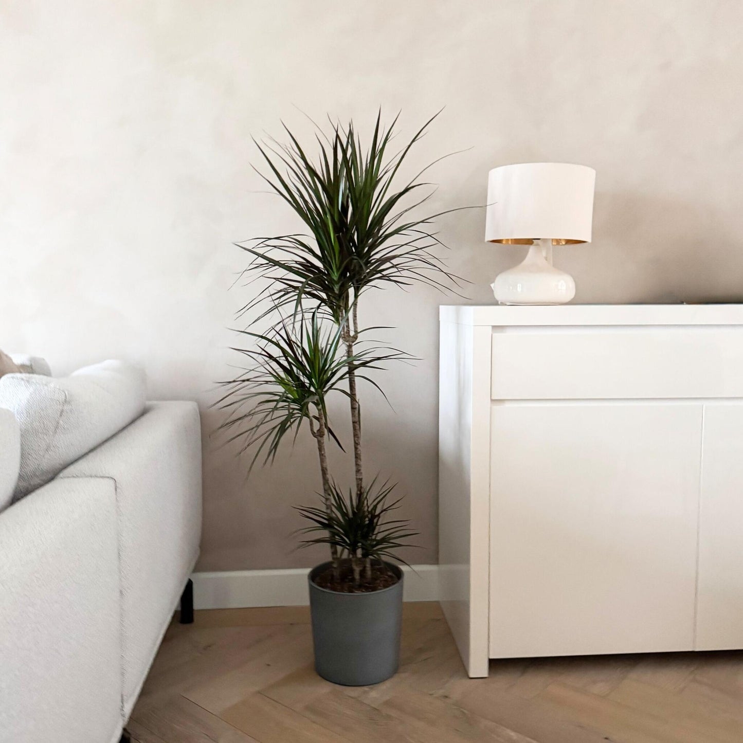 Drácena - Dracaena Marginata - Altura 110-130cm - ⌀24cm_4