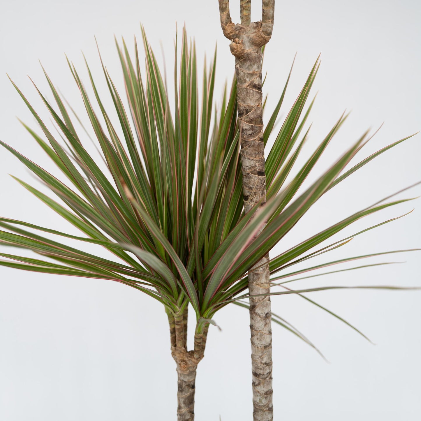 Drácena - Dracaena Marginata 'bicolor' - Altura 140-150cm - ⌀27cm_3