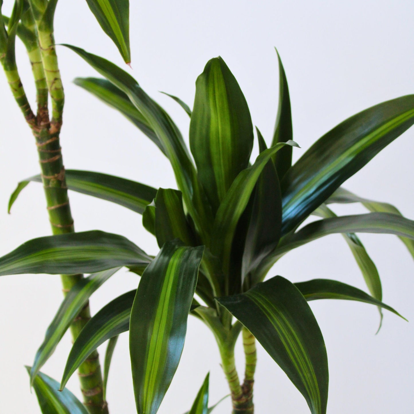 Drácena - Dracaena Surculosa 'hawaiian Sunshine' - Altura 130-140cm - ⌀24cm_3