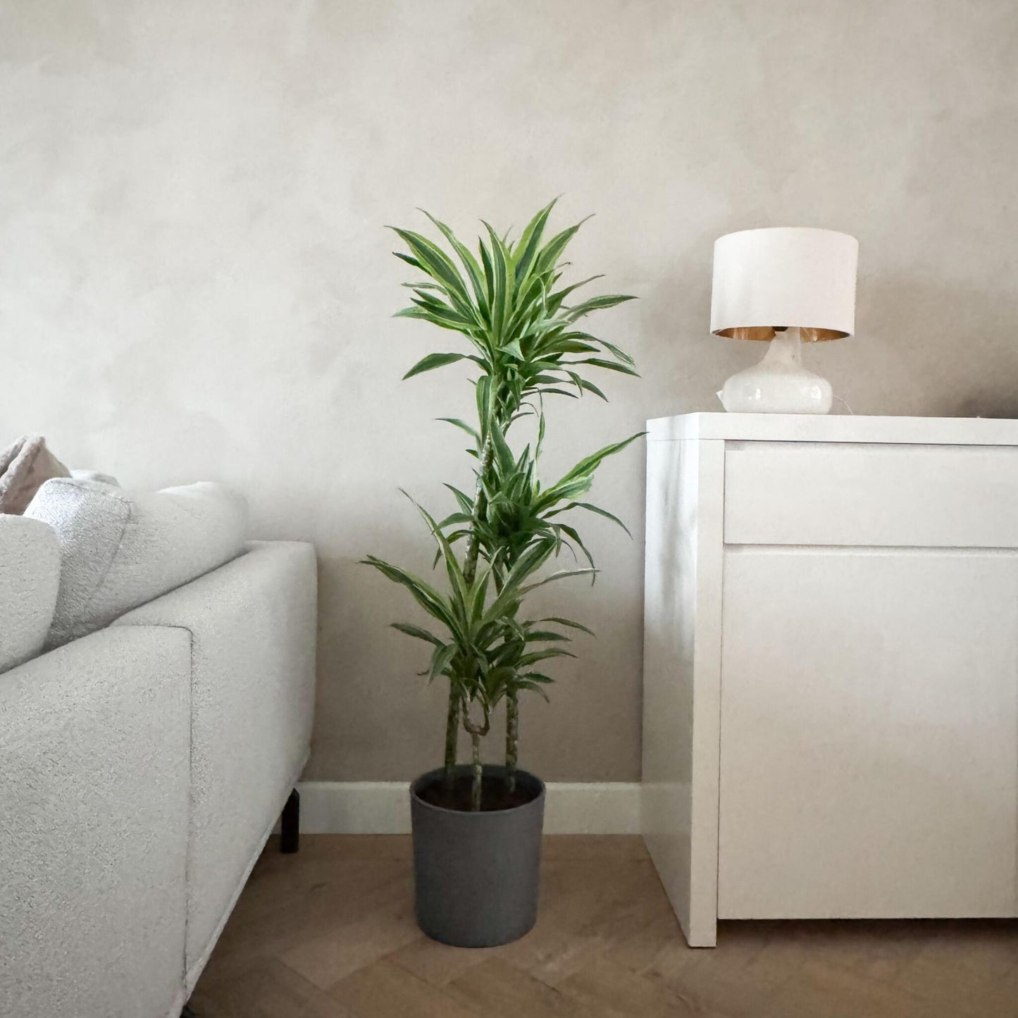 Drácena - Dracaena 'lemon Lime' - Altura 130-140cm - ⌀24cm_4