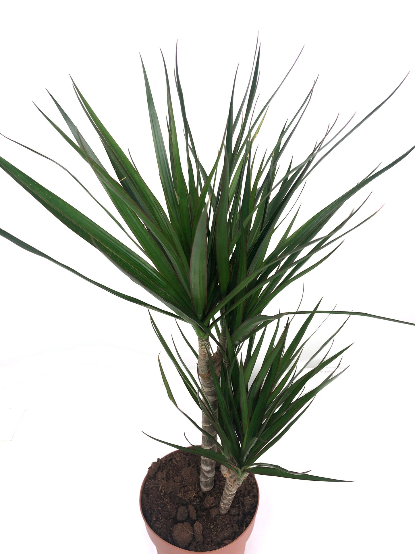 Dracena Marginata 2 Troncos 30-10 M17 70cm_2