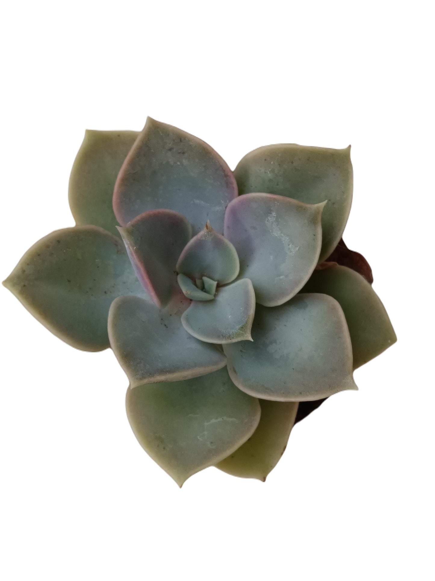 Echeveria Green Pearl Planta Suculenta De Sol Ø5 Cm_0