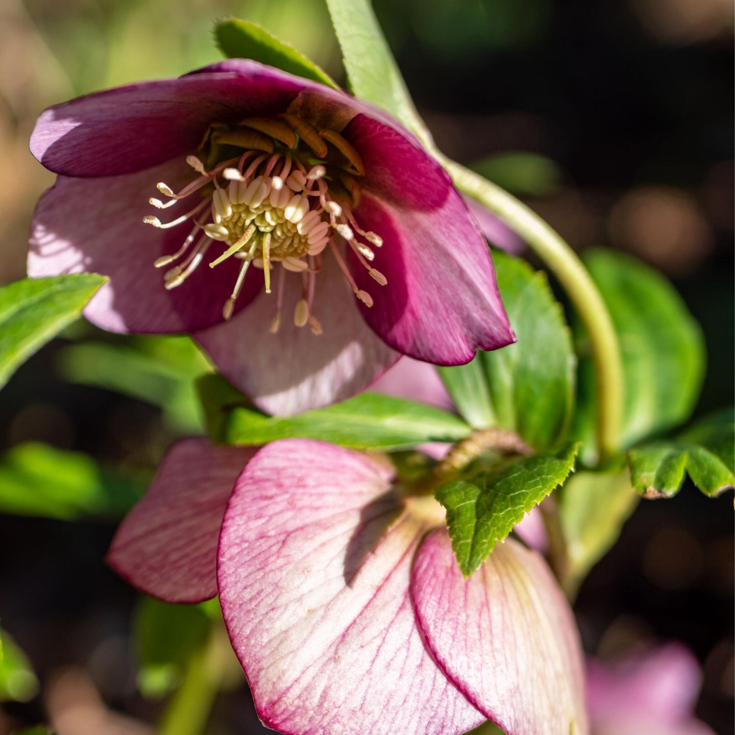 Eléboro - 6 Pzs - Helleborus Orientalis - Altura 20-30cm - ⌀12cm_3