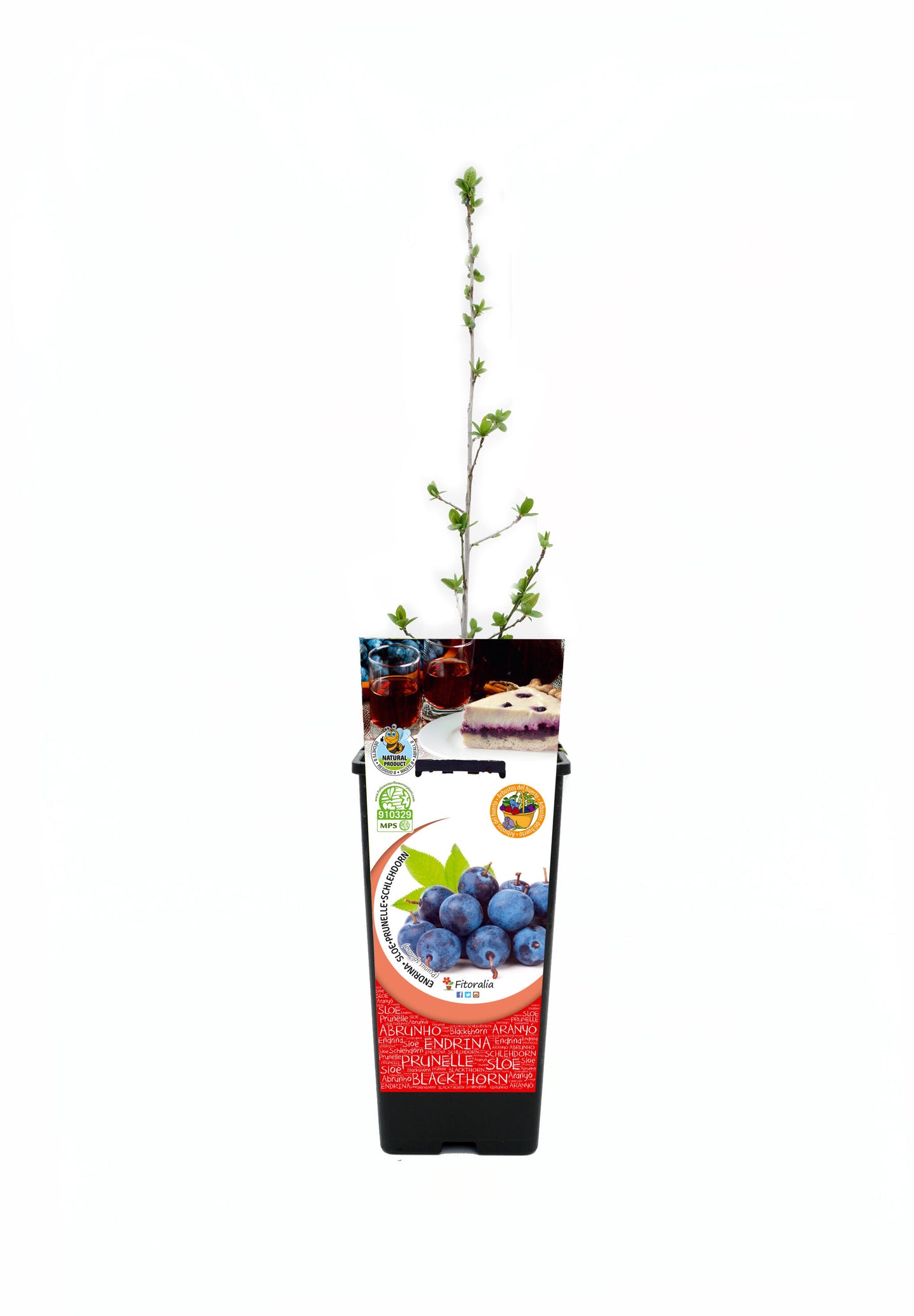 Endrino En Maceta 2 L. Natural - Fitoralia_0