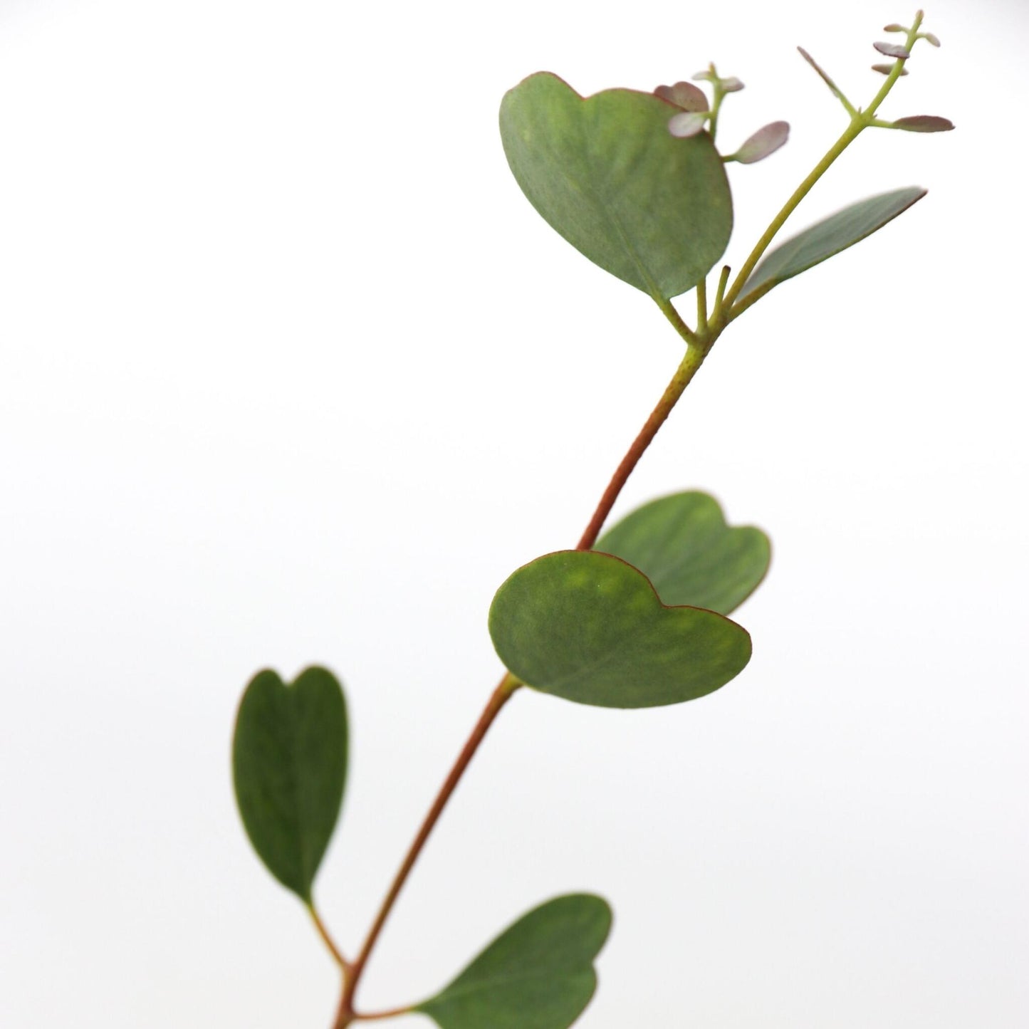 Eucalipto - Eucalyptus Websteriana 'botanic Hearts' - Altura 40-50cm - ⌀15cm_3