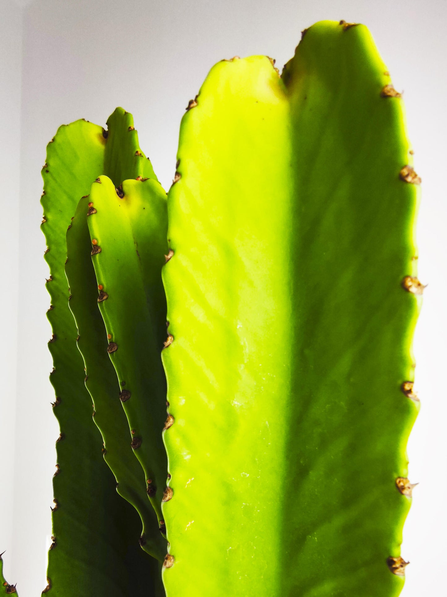 Euphorbia Ingens O Árbol Candelabro_3