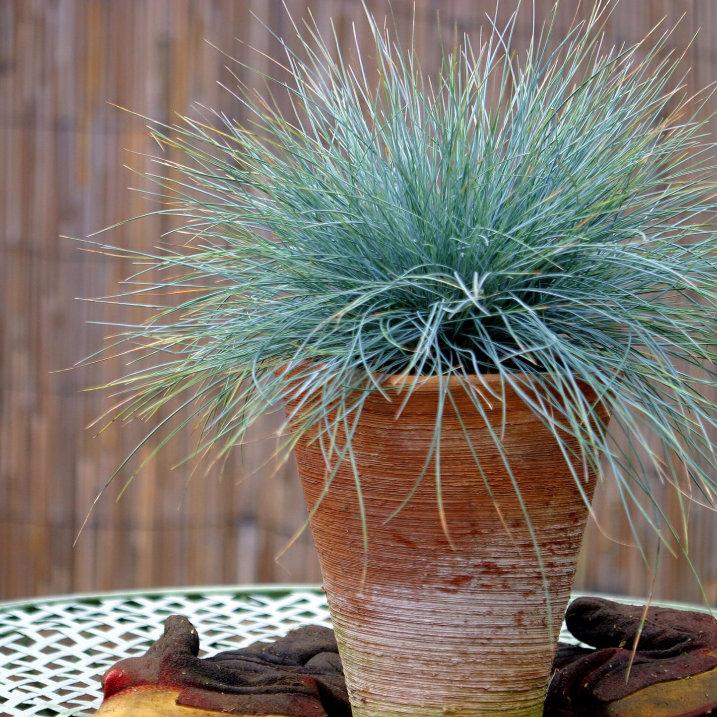 Festuca Azul - 18 Pzs - Festuca Glauca 'elijah Blue' - Altura 10-15cm - ⌀9cm_4