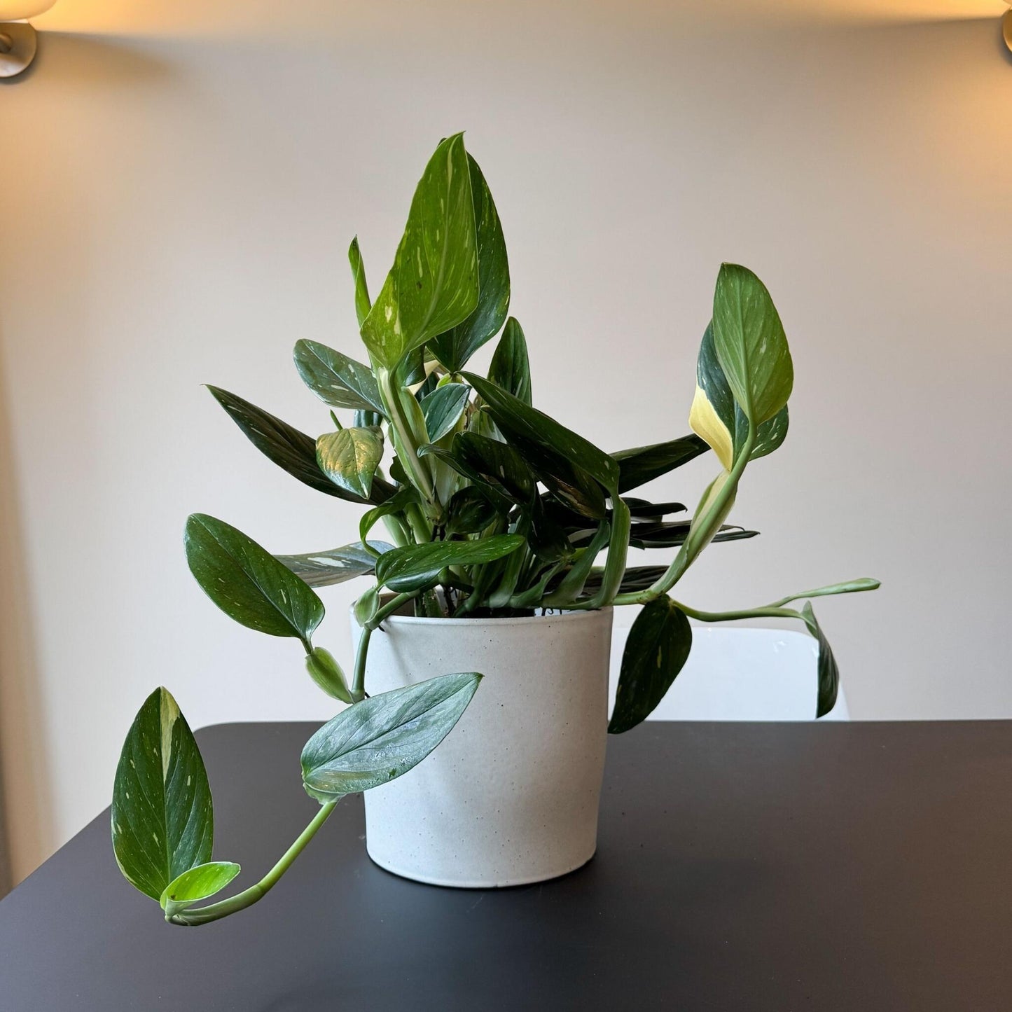 Filodendro - Philodendron Cobra - Altura 55-65cm - ⌀19cm_4