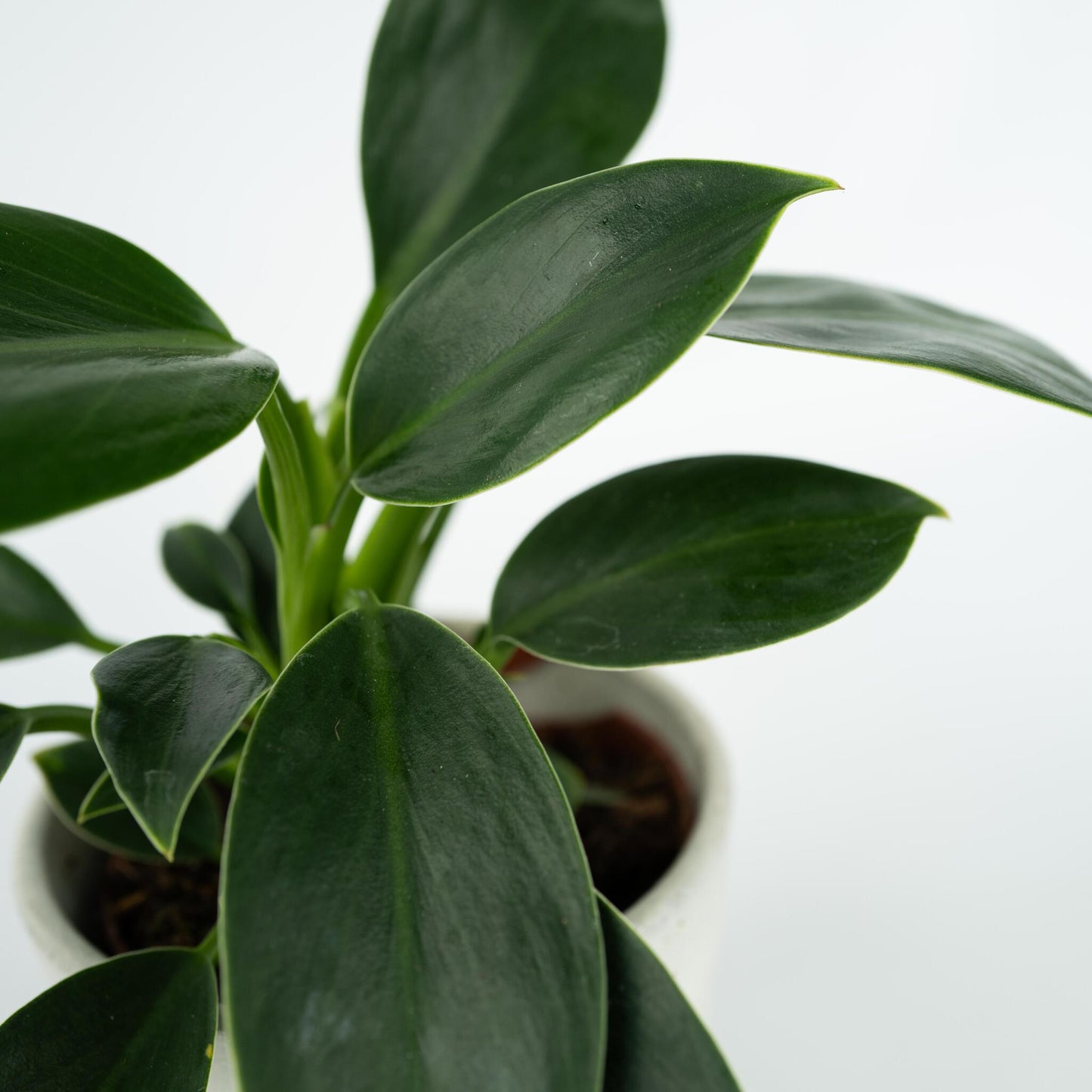 Filodendro - Philodendron 'green Princess' - Altura 20-30cm - ⌀12cm_3