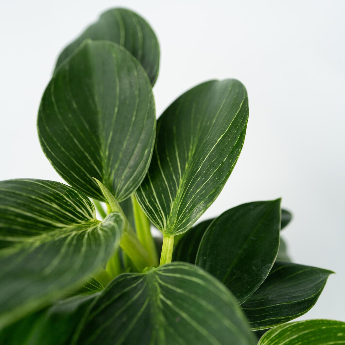 Filodendro - Philodendron 'white Wave' - Altura 25-40cm - ⌀12cm_3