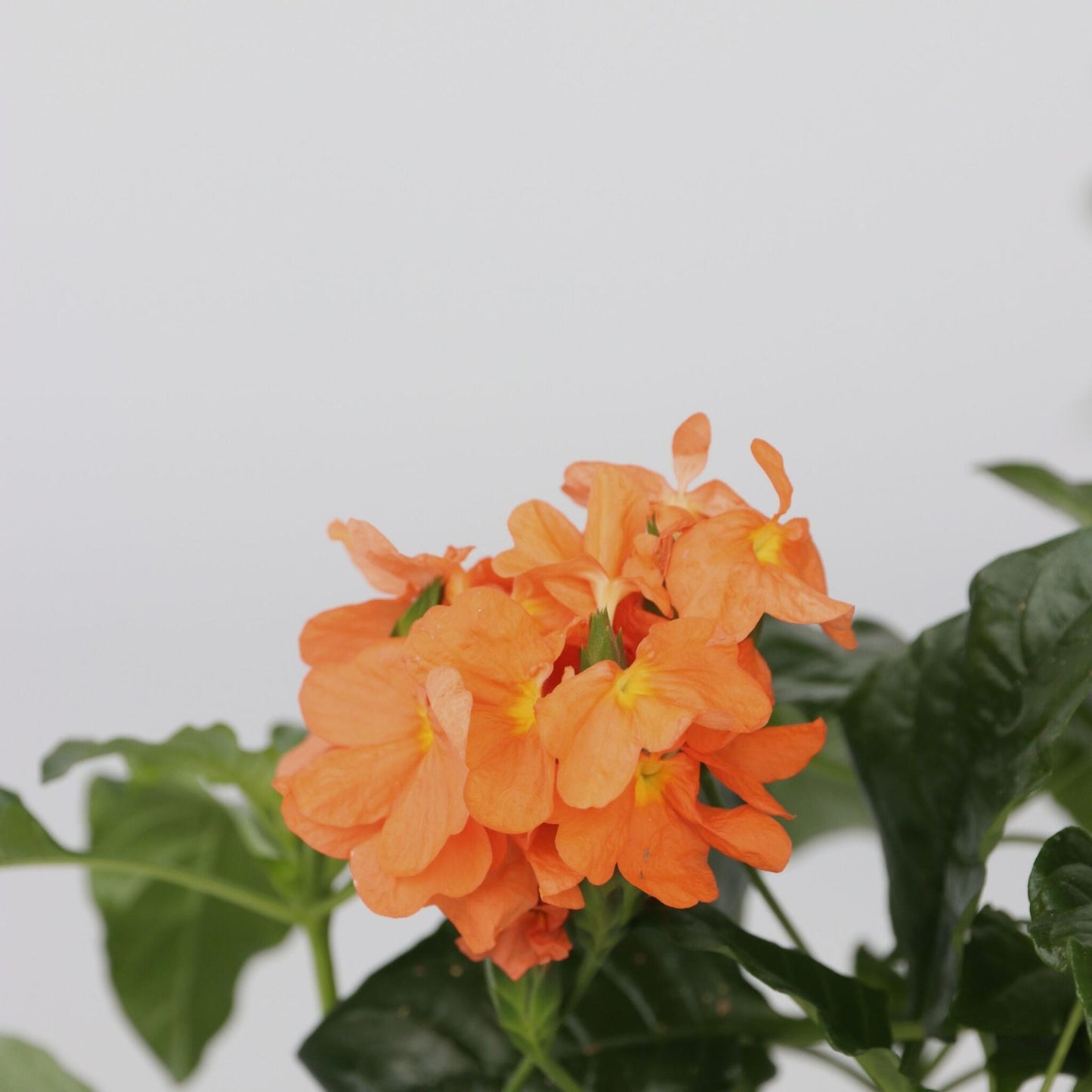 Flor De Fuego - 2 Pzs - Crossandra 'fortuna' - Altura 20-30cm - ⌀13cm_3