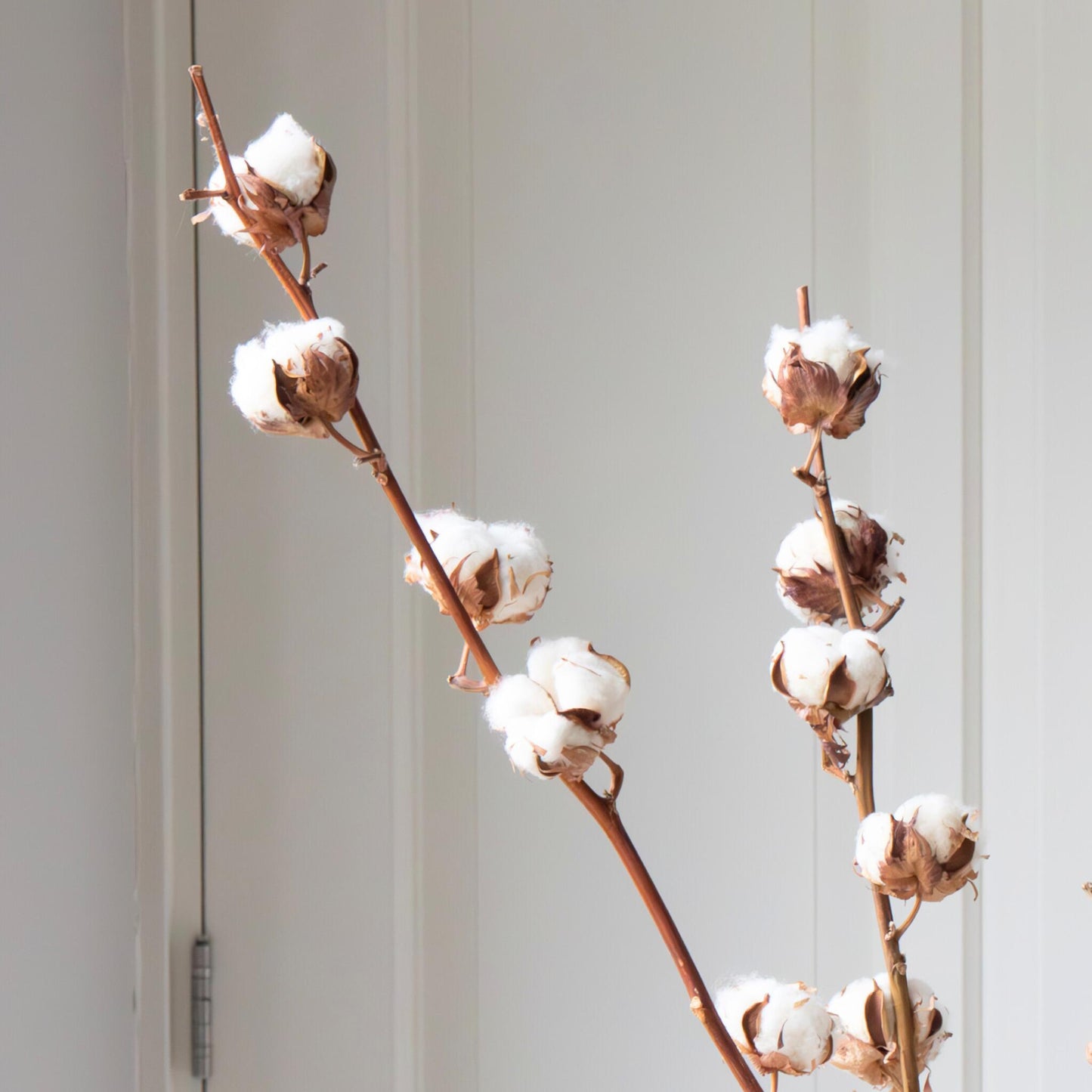Flores Secas - 3 Pzs - Ramo 'cotton Branch'_3
