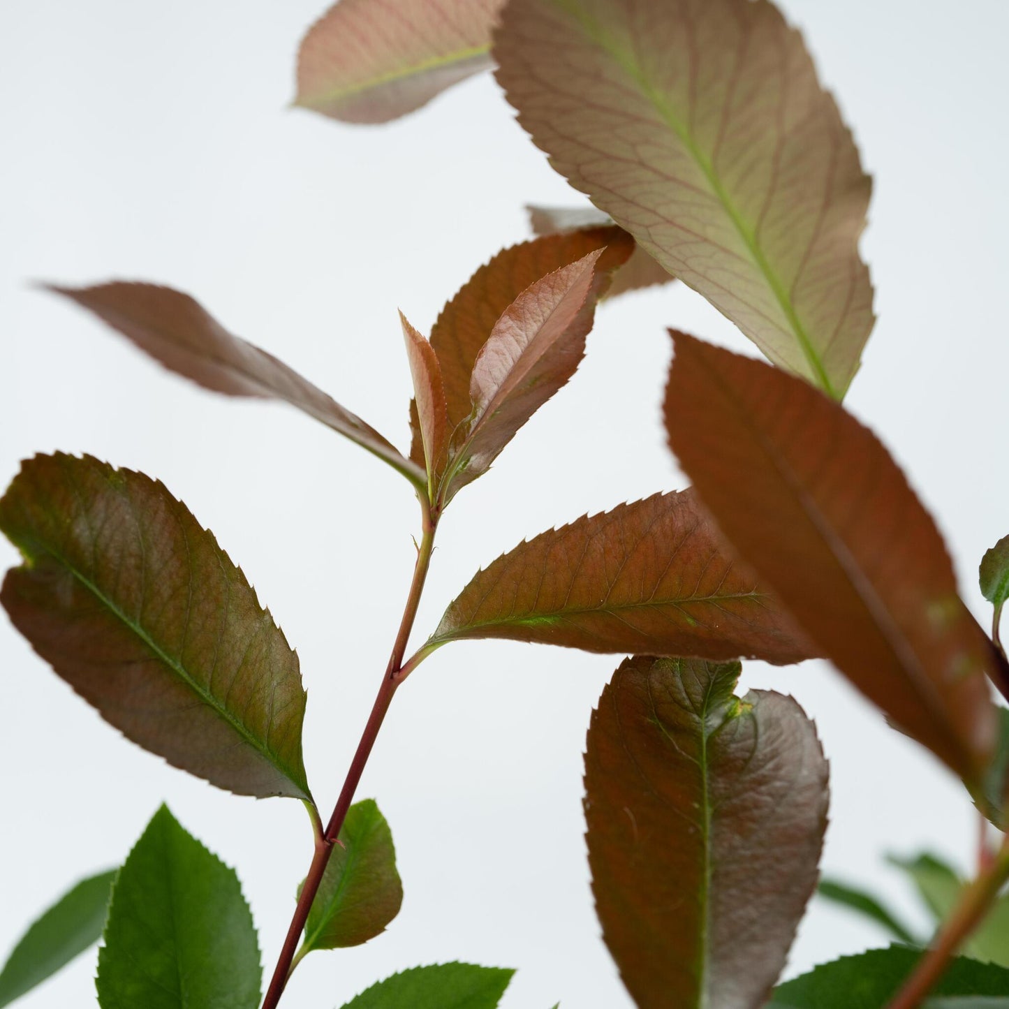 Fotinia - 6 Pzs - Photinia Fraseri 'red Robin' - Altura 30-40cm - ⌀17cm_3