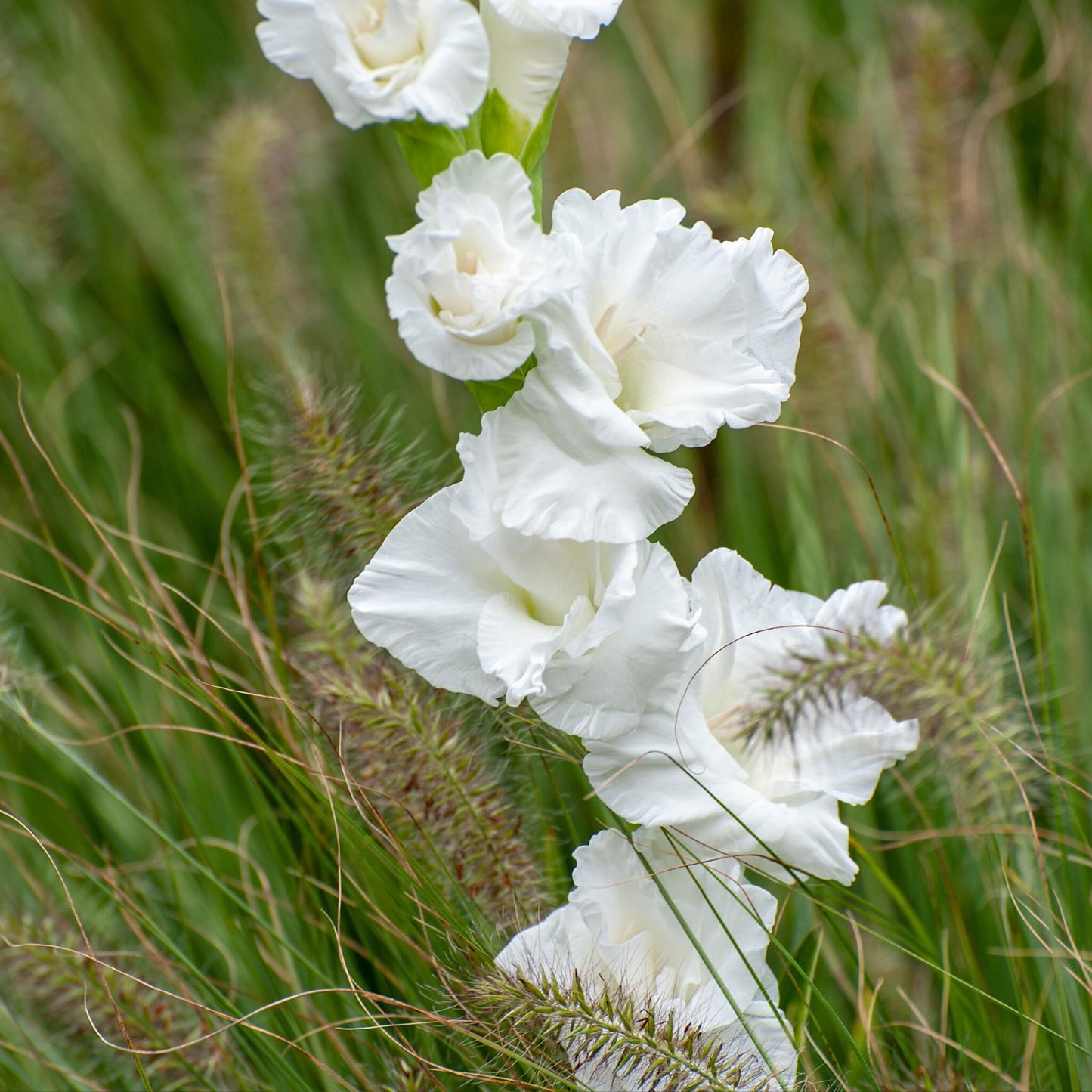 Gladiolo - 60 Pzs - Gladiolus Mix - Bulbos De Flores_3