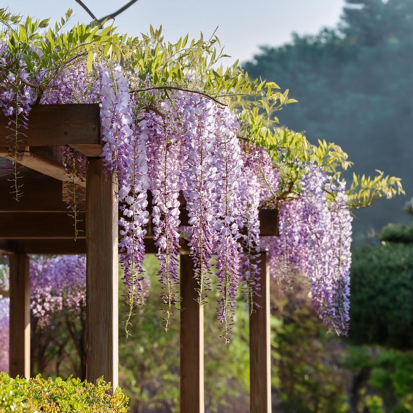 Glicinia China - 3 Pzs - Wisteria Sinensis - Altura 25-40cm - ⌀9cm_4