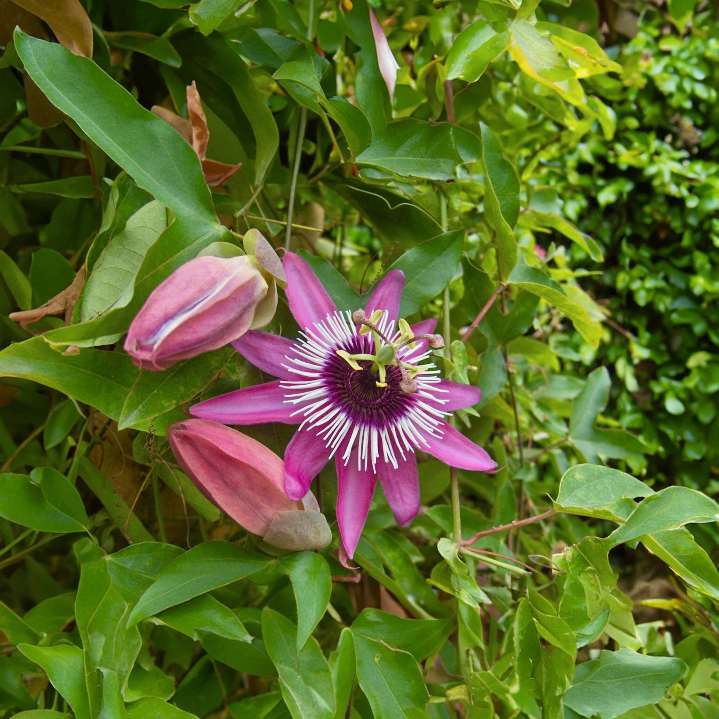 Granadilla - 2 Pzs - Passiflora 'victoria' - Altura 110-120cm - ⌀17cm_4