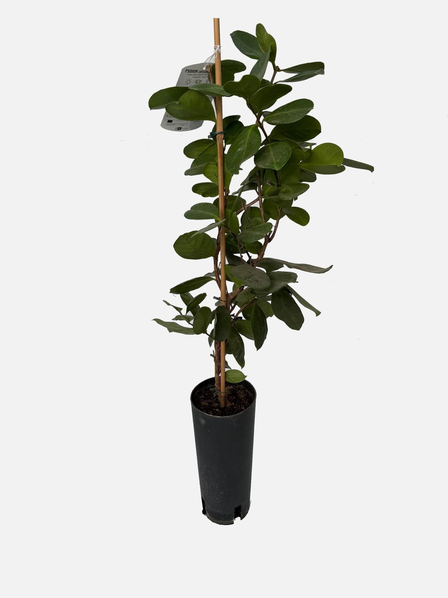 Guayaba Limón - Árbol Frutal Tropical - Maceta Tubo - Altura Total Aprox. 1m._1