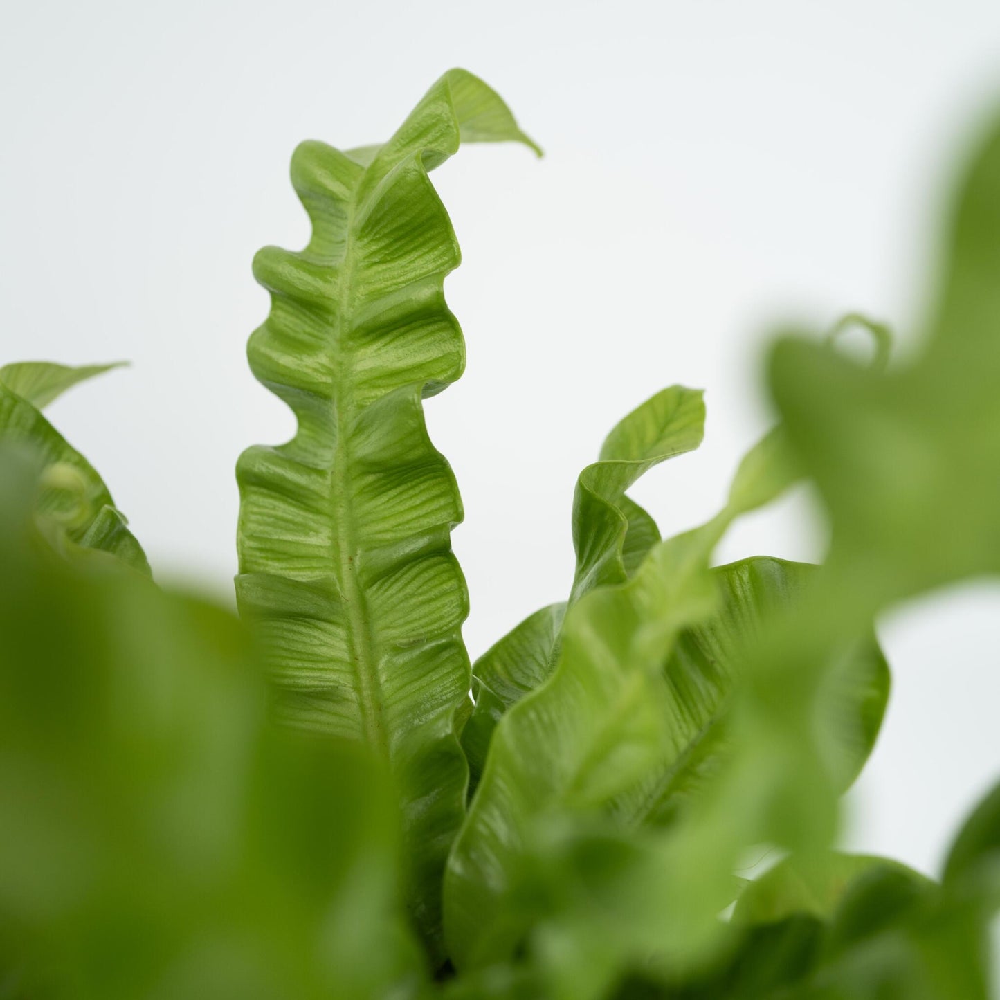 Helecho Nido De Ave - Asplenium Nidus 'crispy Wave' - Altura 40-50cm - ⌀17cm_3