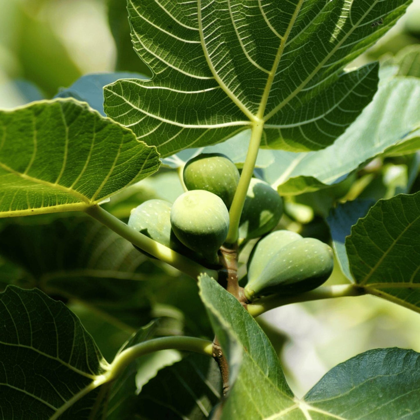 Higuera - 2 Pzs - Ficus Carica - Altura 70-90cm - ⌀21cm_3