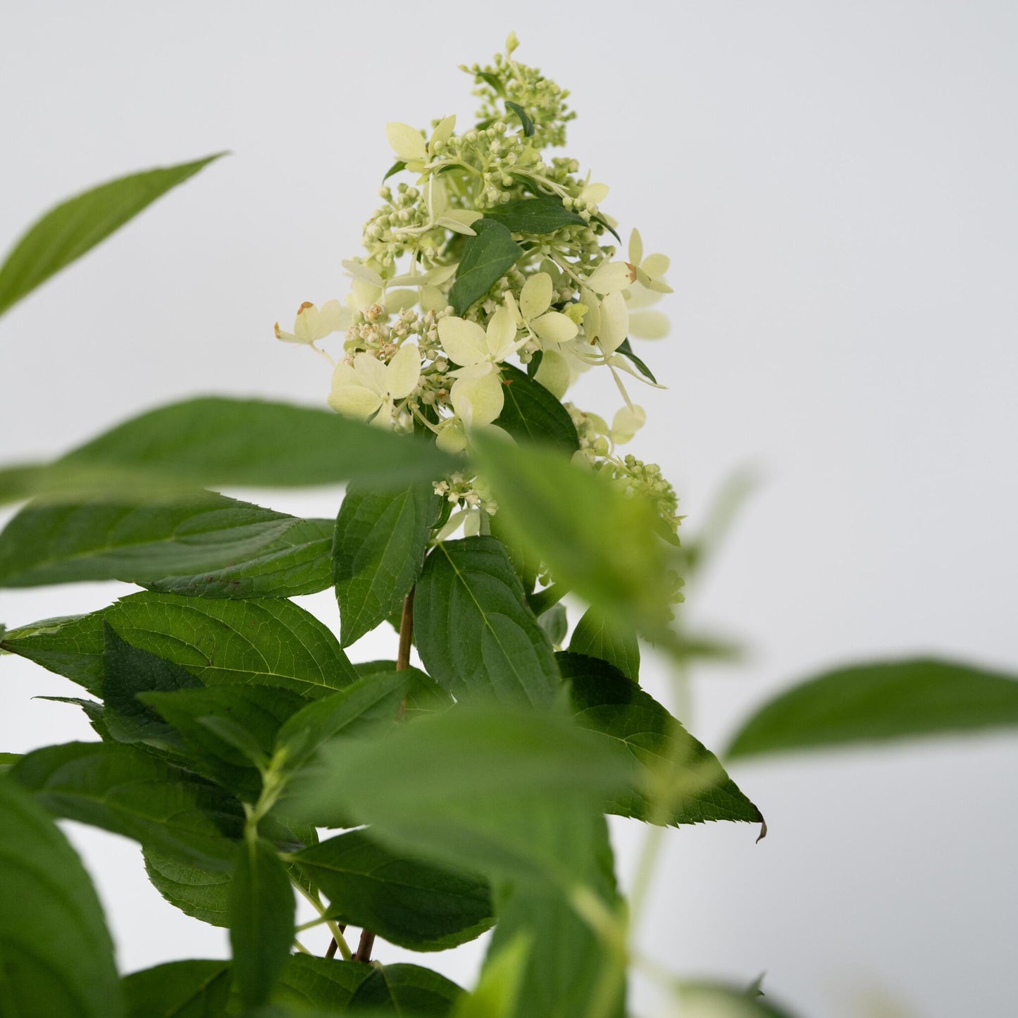 Hortensia - 2 Pzs - Hydrangea Paniculata 'confetti' - Altura 25-40cm - ⌀19cm_3
